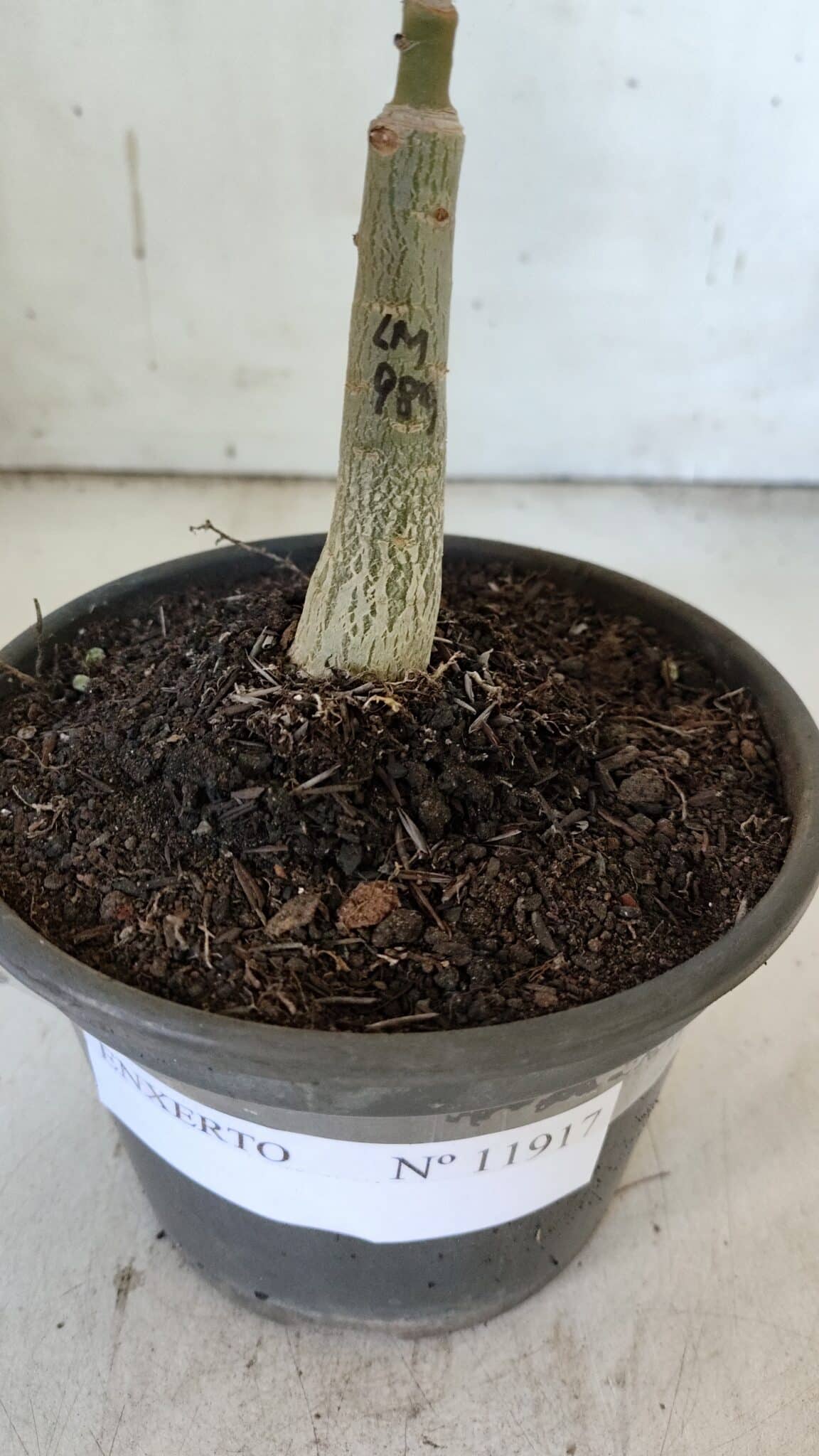 ENXERTO 11917 – 20cm (cor LM 989) Id: Estrela Purpura