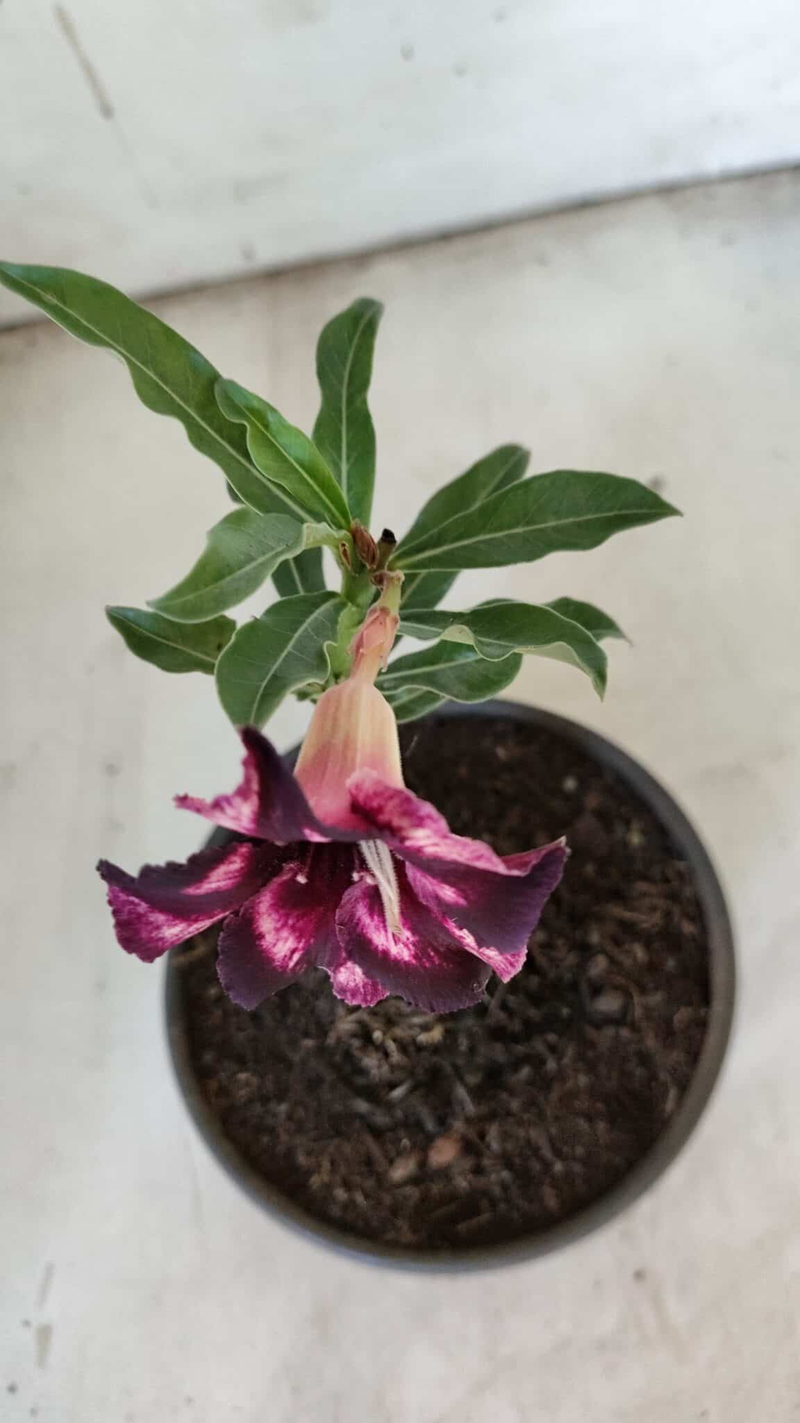 ENXERTO 11917 – 20cm (cor LM 989) Id: Estrela Purpura