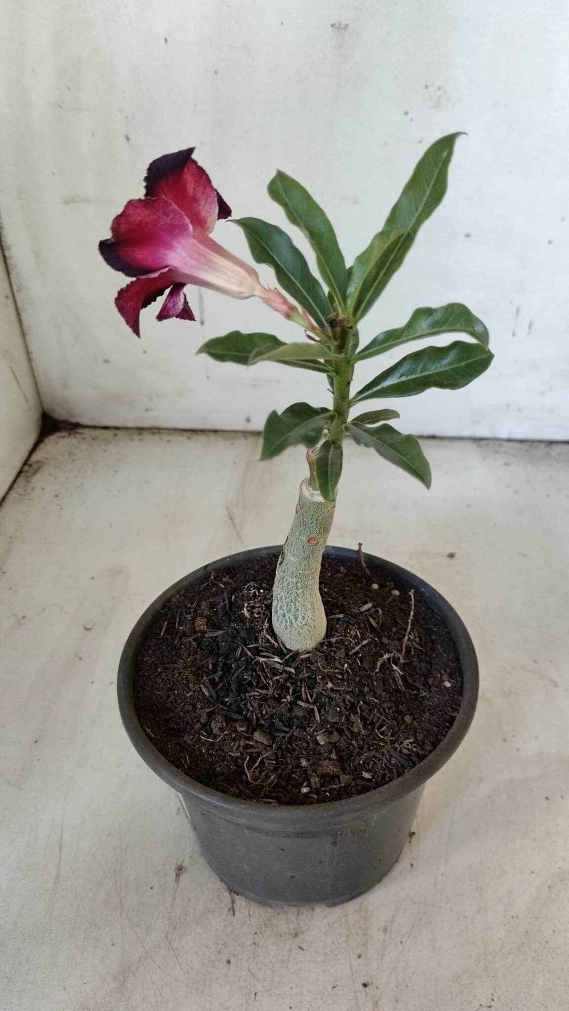 ENXERTO 11917 – 20cm (cor LM 989) Id: Estrela Purpura