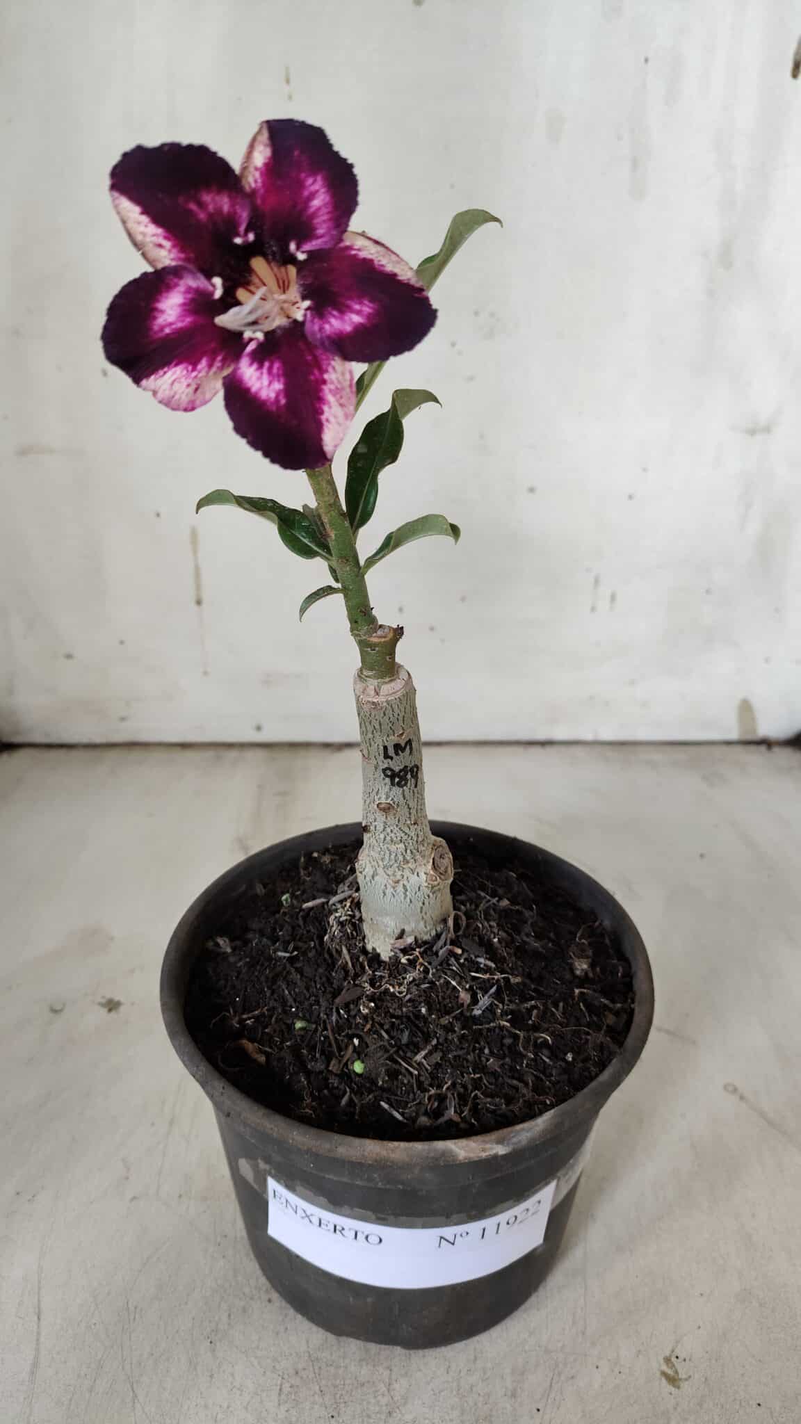 ENXERTO 11922 – 20cm (cor LM 989) iD: Estrela purpura