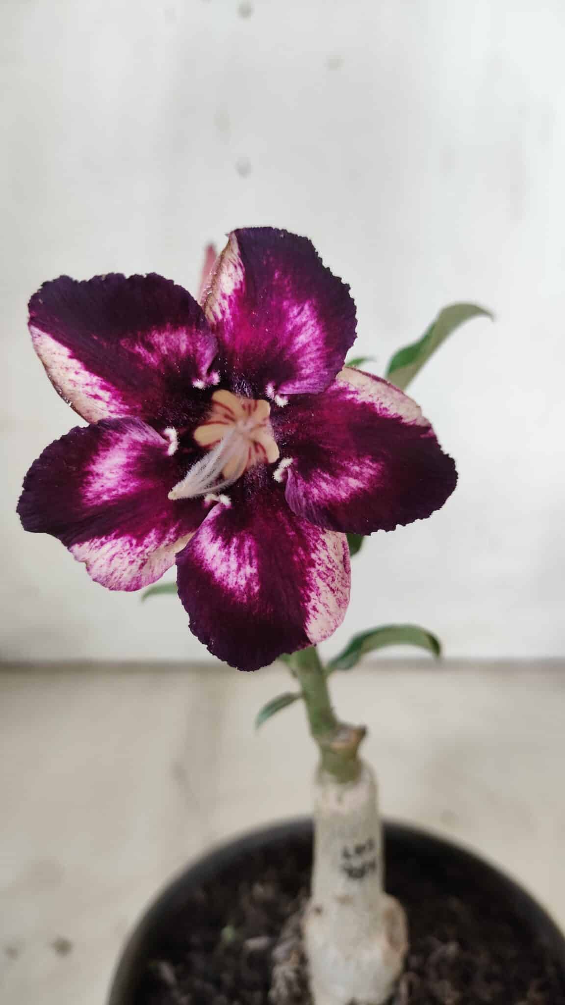 ENXERTO 11922 – 20cm (cor LM 989) iD: Estrela purpura