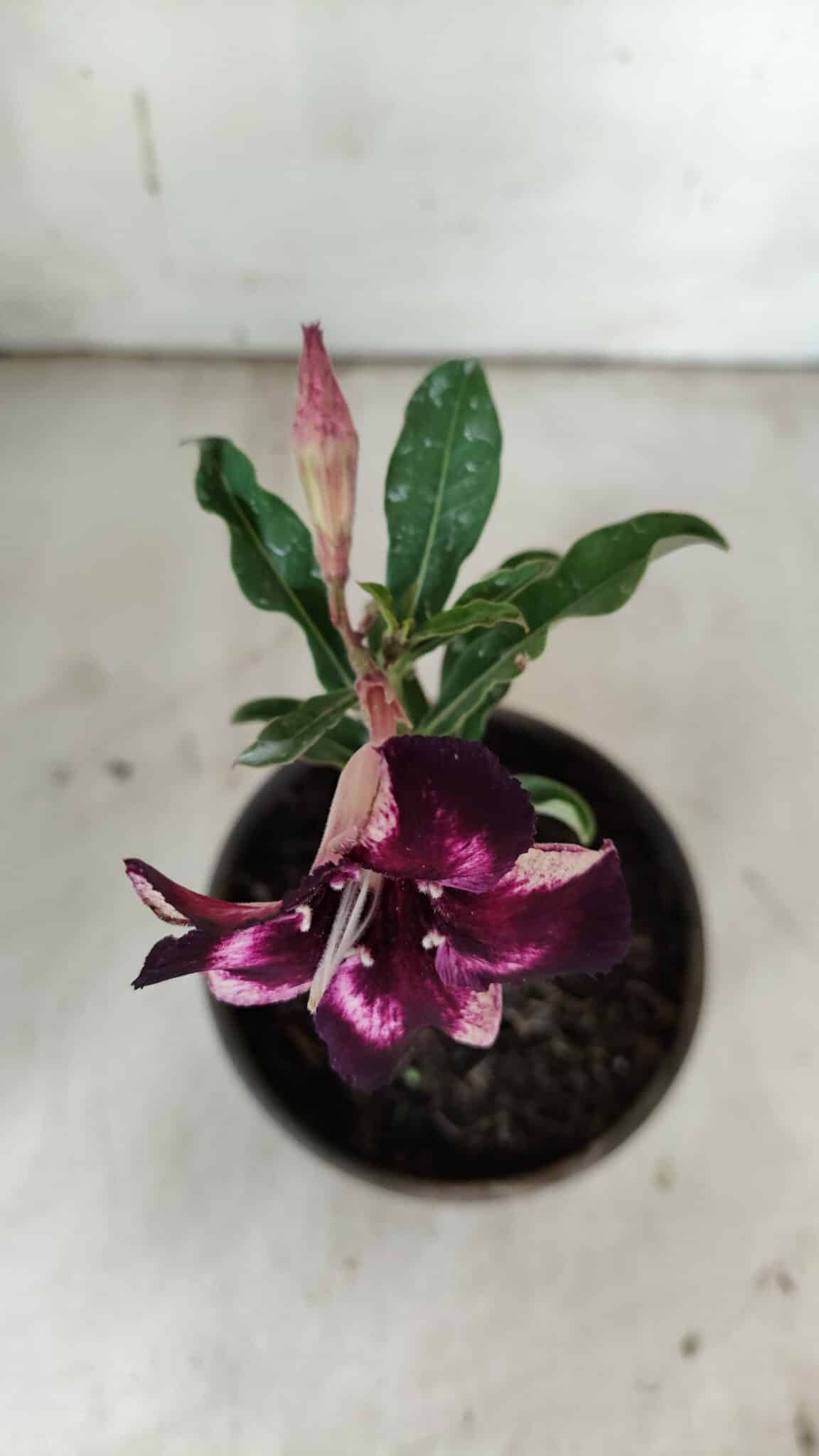 ENXERTO 11922 – 20cm (cor LM 989) iD: Estrela purpura