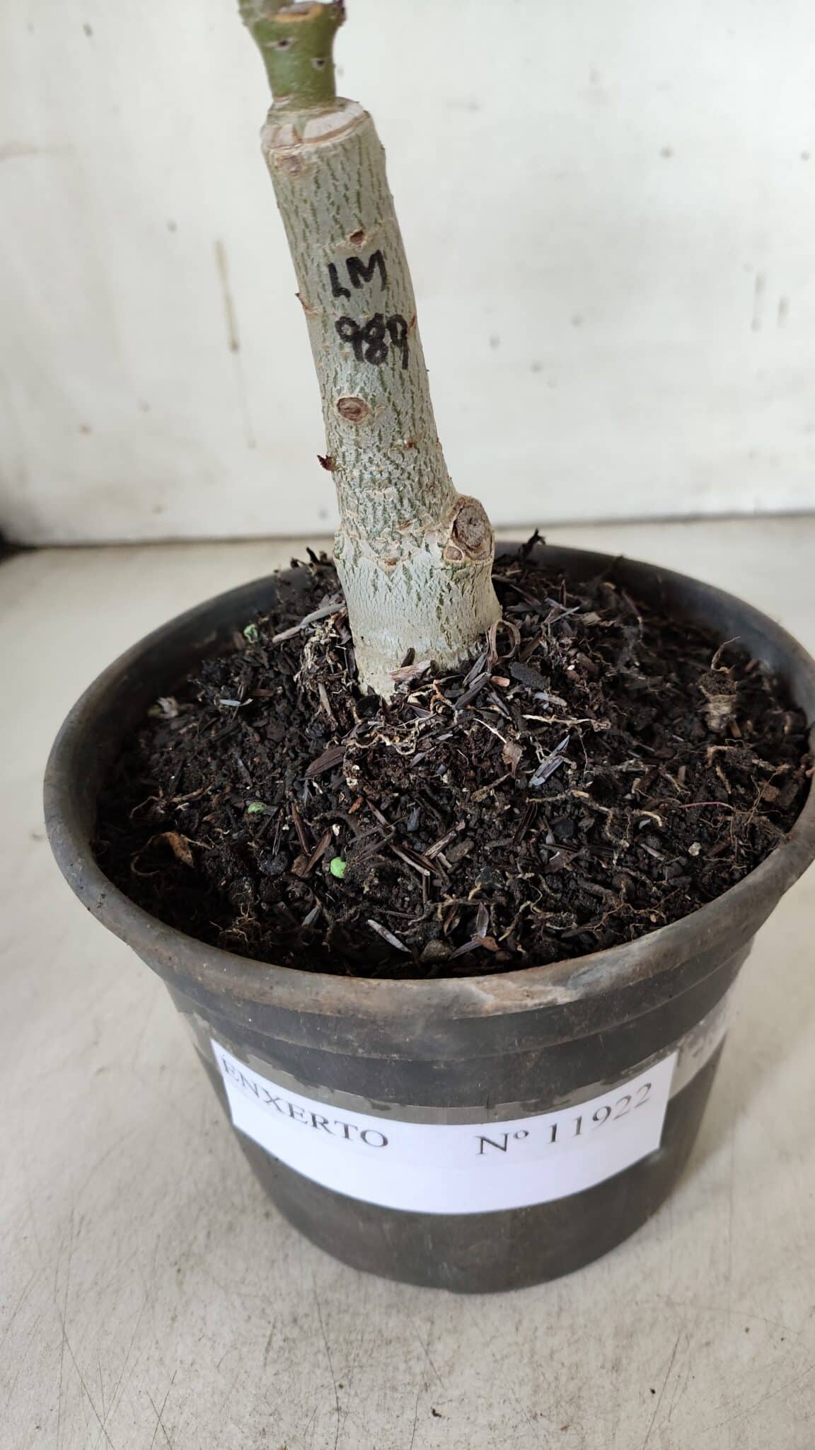 ENXERTO 11922 – 20cm (cor LM 989) iD: Estrela purpura