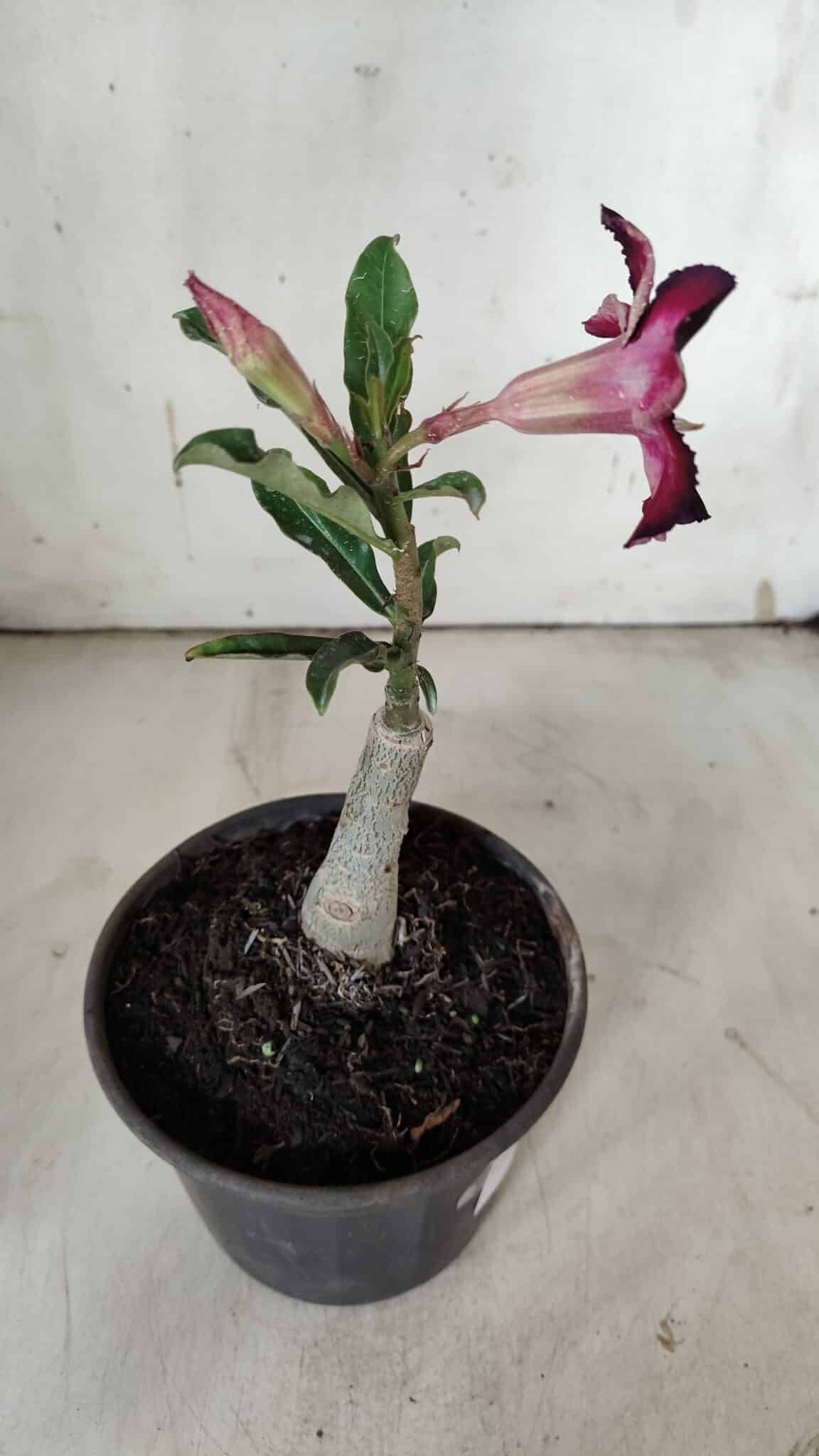 ENXERTO 11922 – 20cm (cor LM 989) iD: Estrela purpura