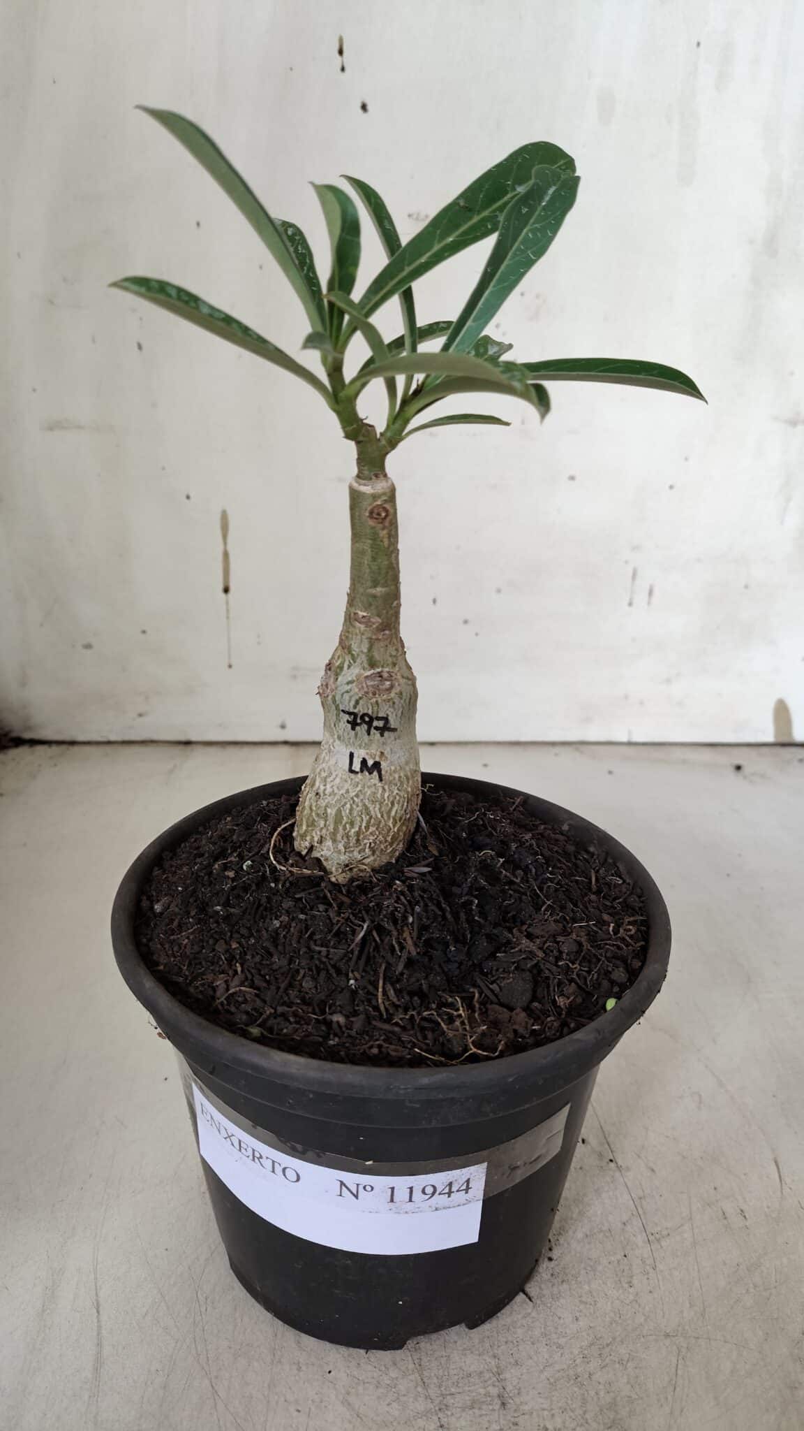 ENXERTO 11944 – 20cm (cor LM 797) iD: FERRARI