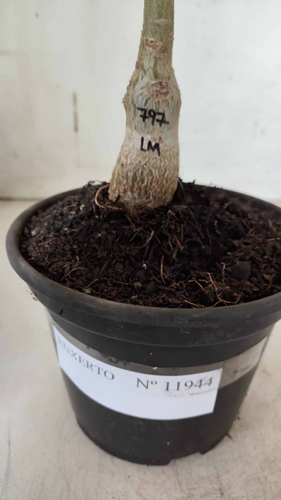 ENXERTO 11944 – 20cm (cor LM 797) iD: FERRARI