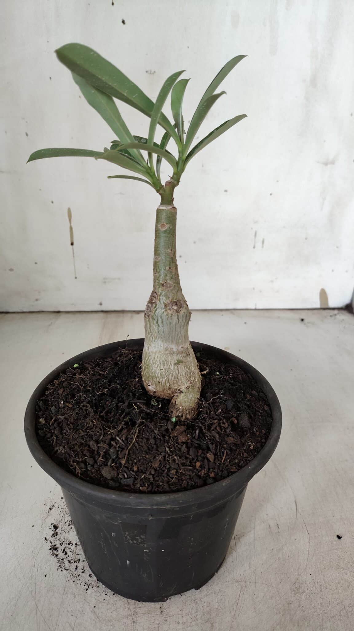 ENXERTO 11944 – 20cm (cor LM 797) iD: FERRARI