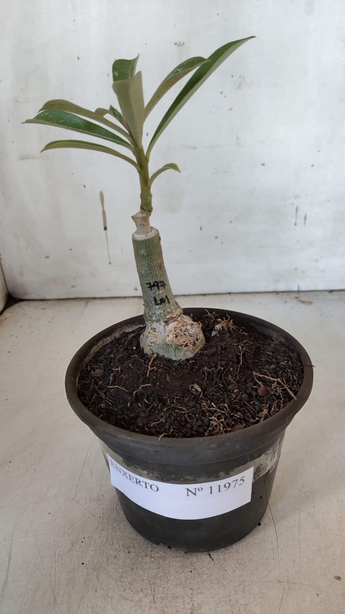 ENXERTO 11975 – 20cm (cor LM 797) ID: Ferrari