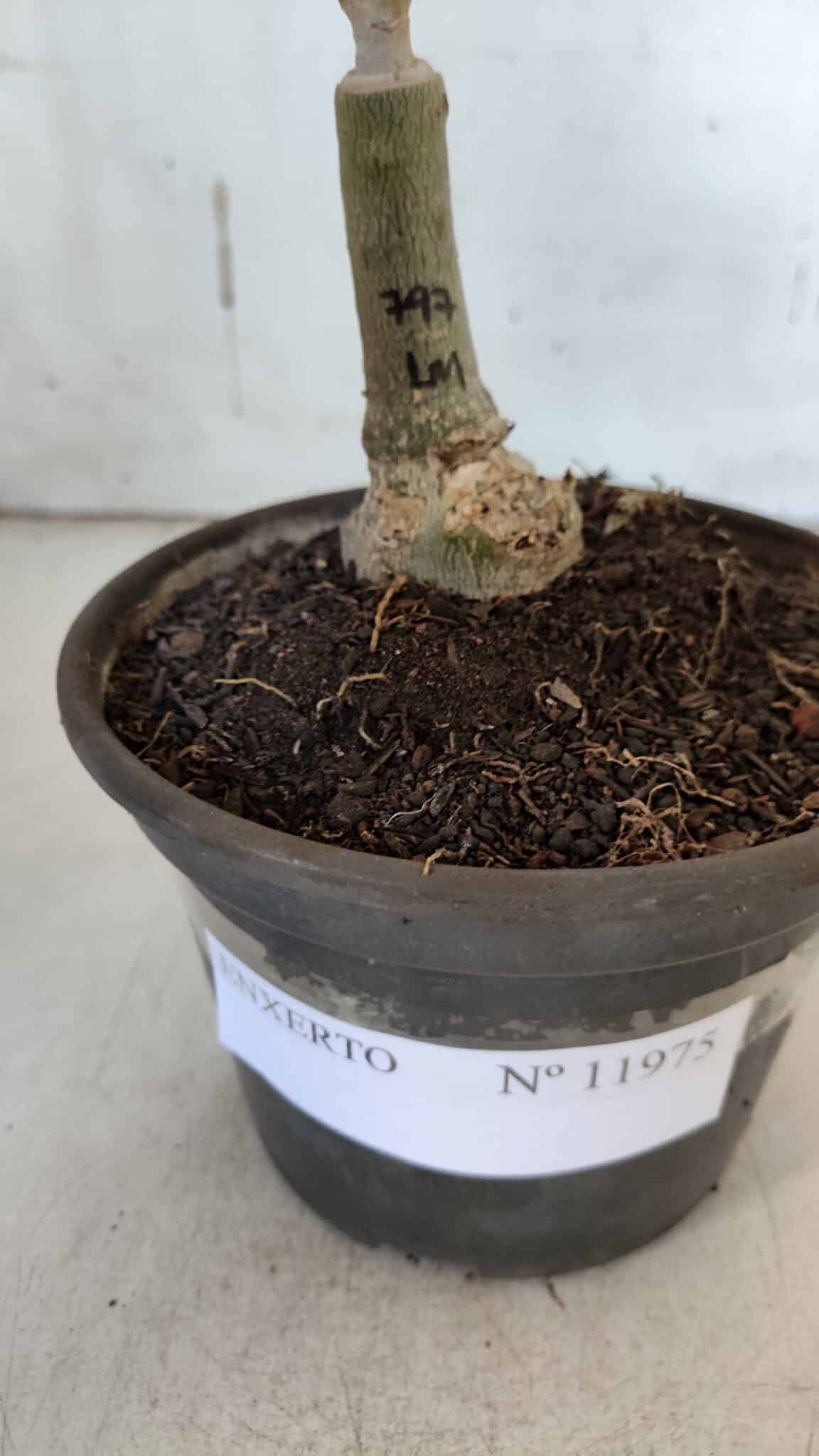 ENXERTO 11975 – 20cm (cor LM 797) ID: Ferrari