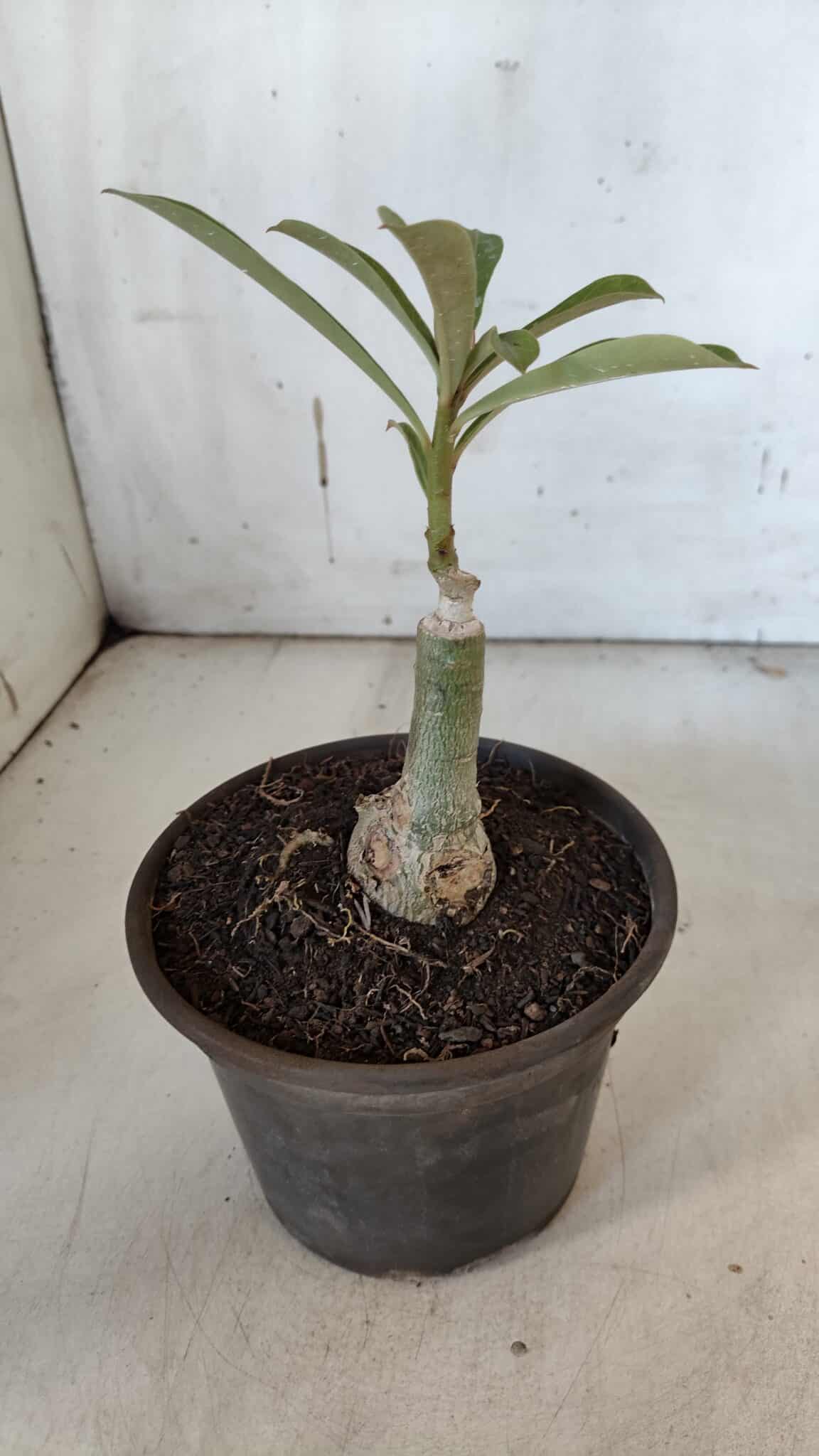 ENXERTO 11975 – 20cm (cor LM 797) ID: Ferrari