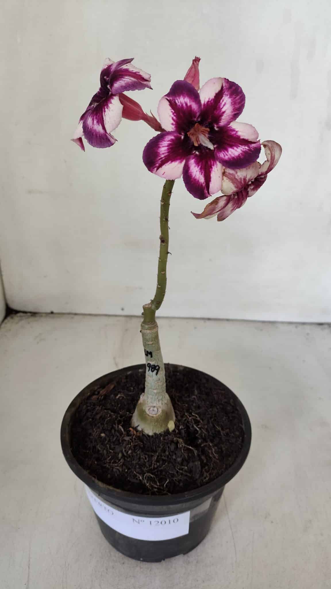 ENXERTO 12010 – 20cm (cor LM 989) iD: Estrela purpura