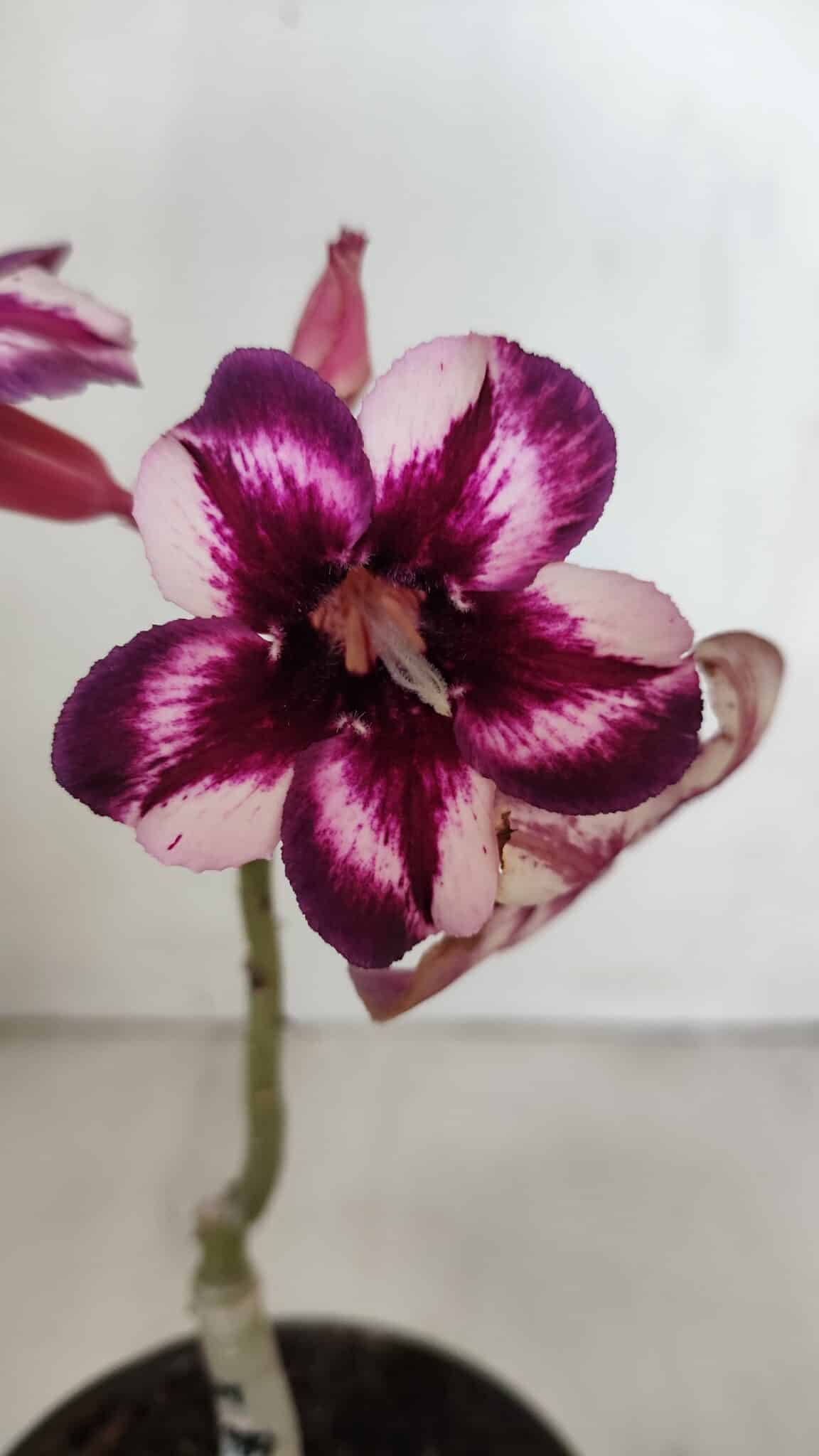 ENXERTO 12010 – 20cm (cor LM 989) iD: Estrela purpura
