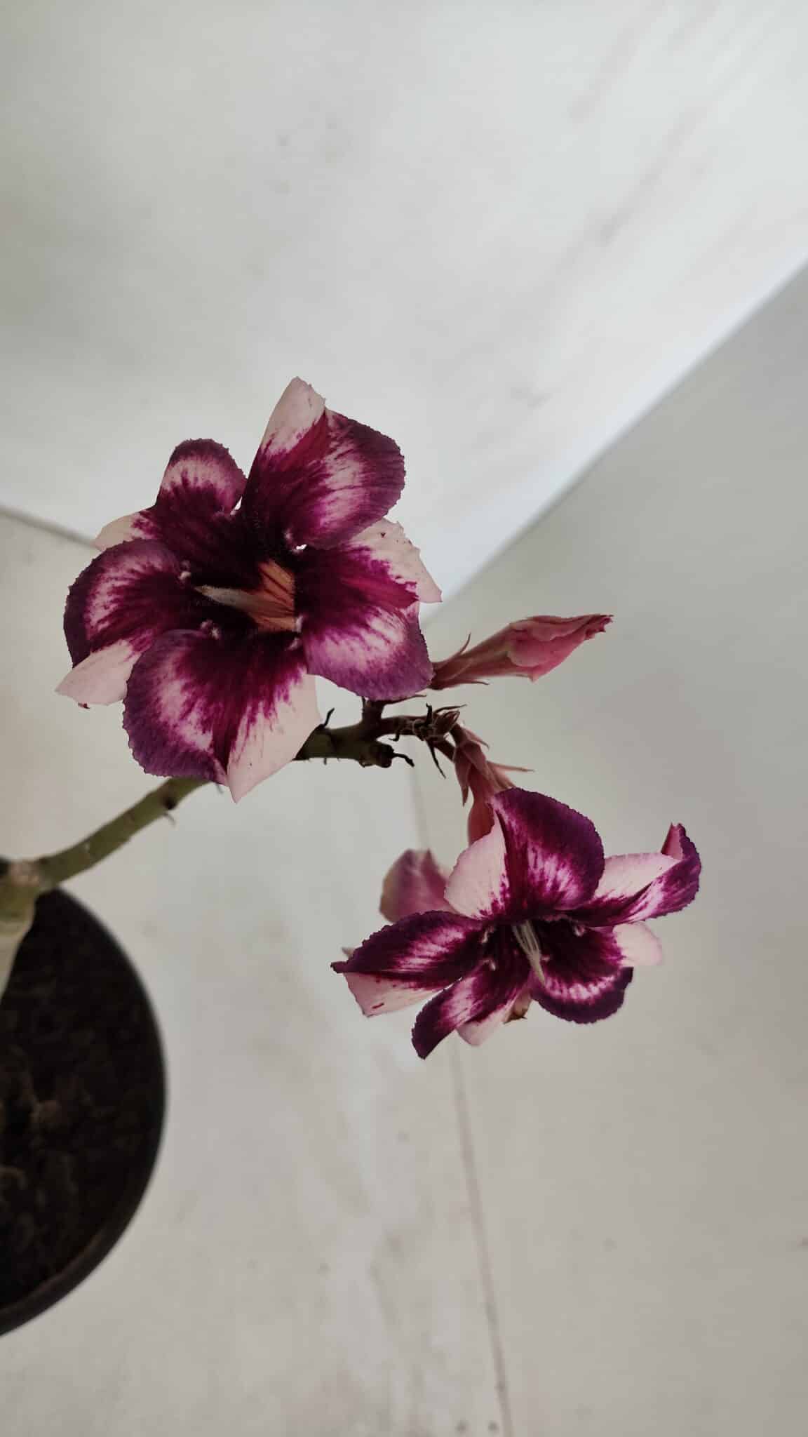 ENXERTO 12010 – 20cm (cor LM 989) iD: Estrela purpura