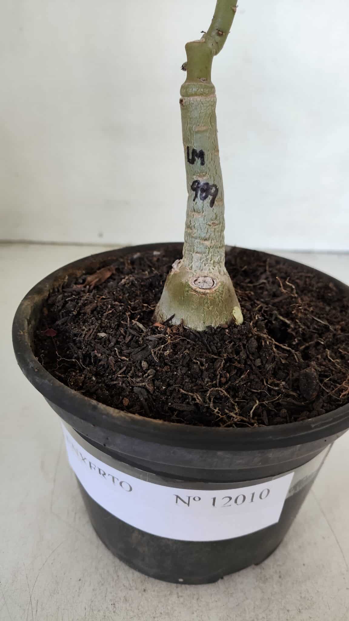 ENXERTO 12010 – 20cm (cor LM 989) iD: Estrela purpura