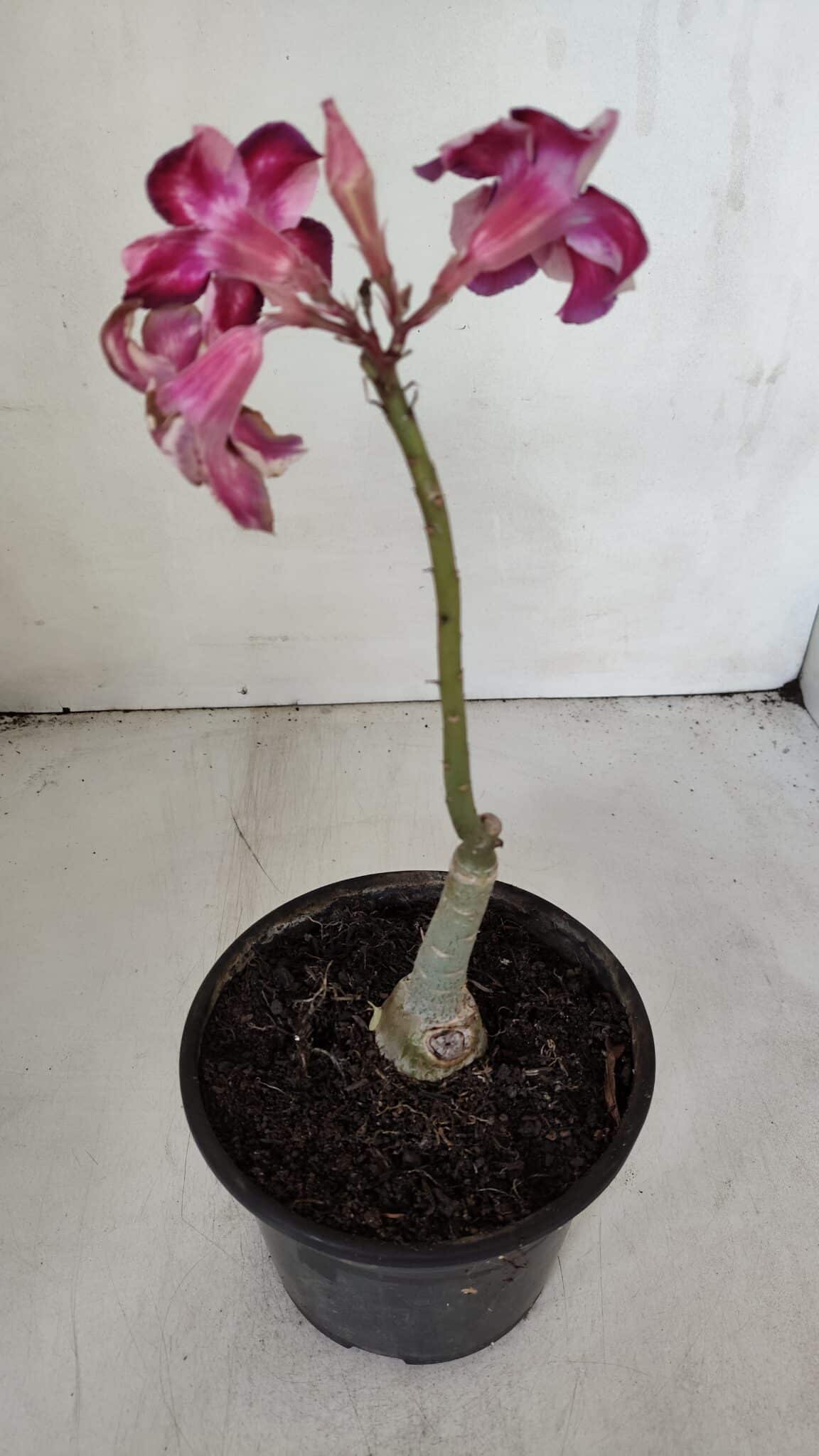 ENXERTO 12010 – 20cm (cor LM 989) iD: Estrela purpura