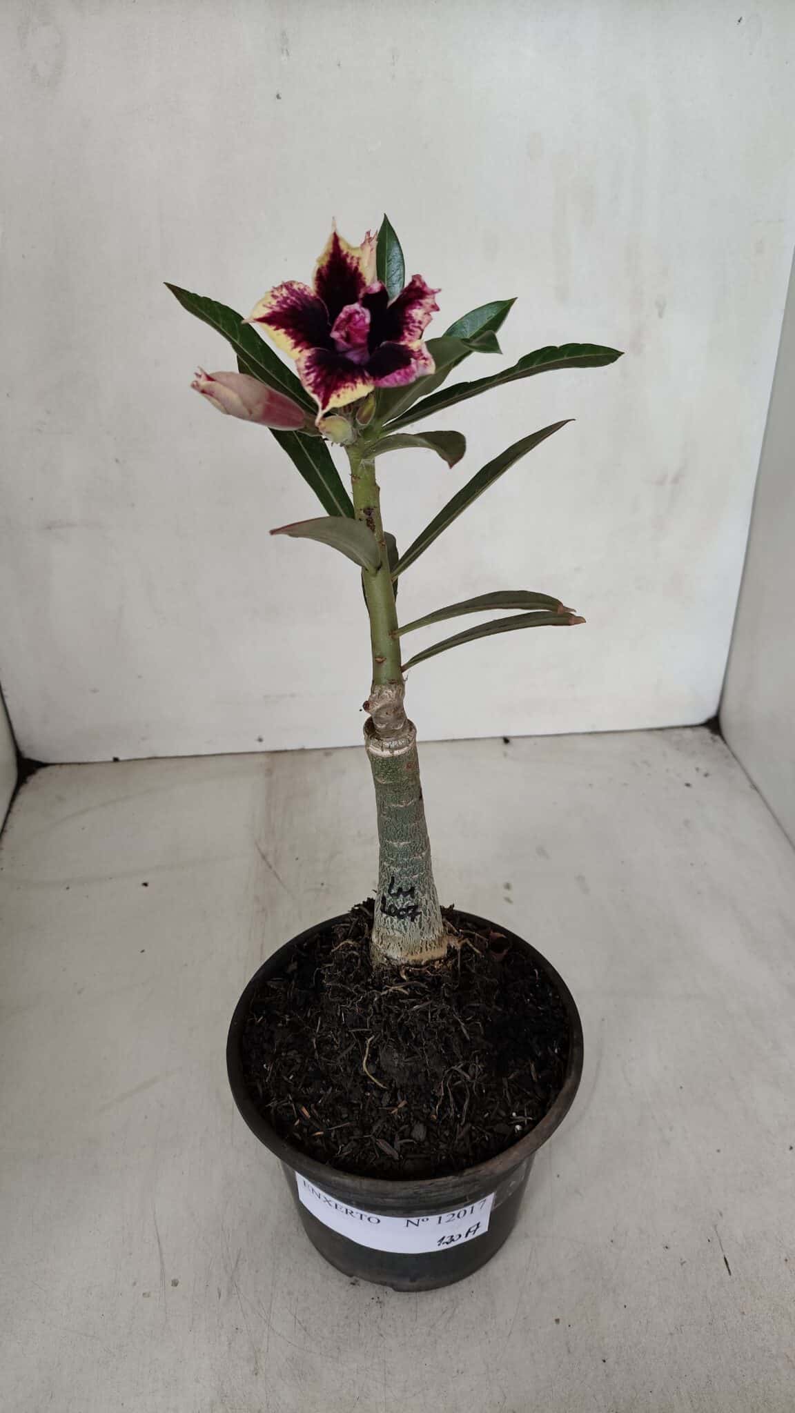 ENXERTO 12017 – 20cm (cor LM 1007)