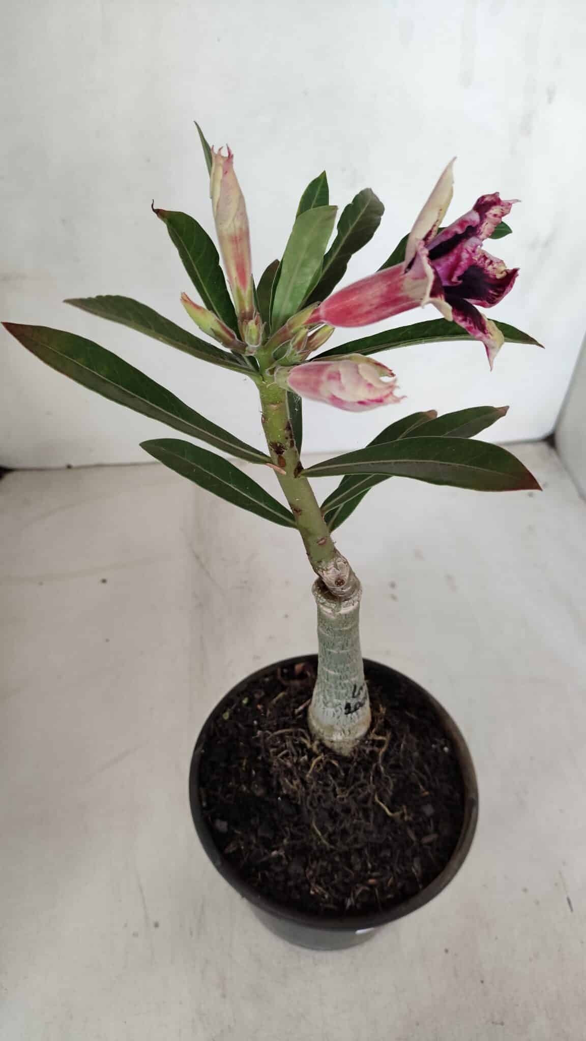 ENXERTO 12017 – 20cm (cor LM 1007)