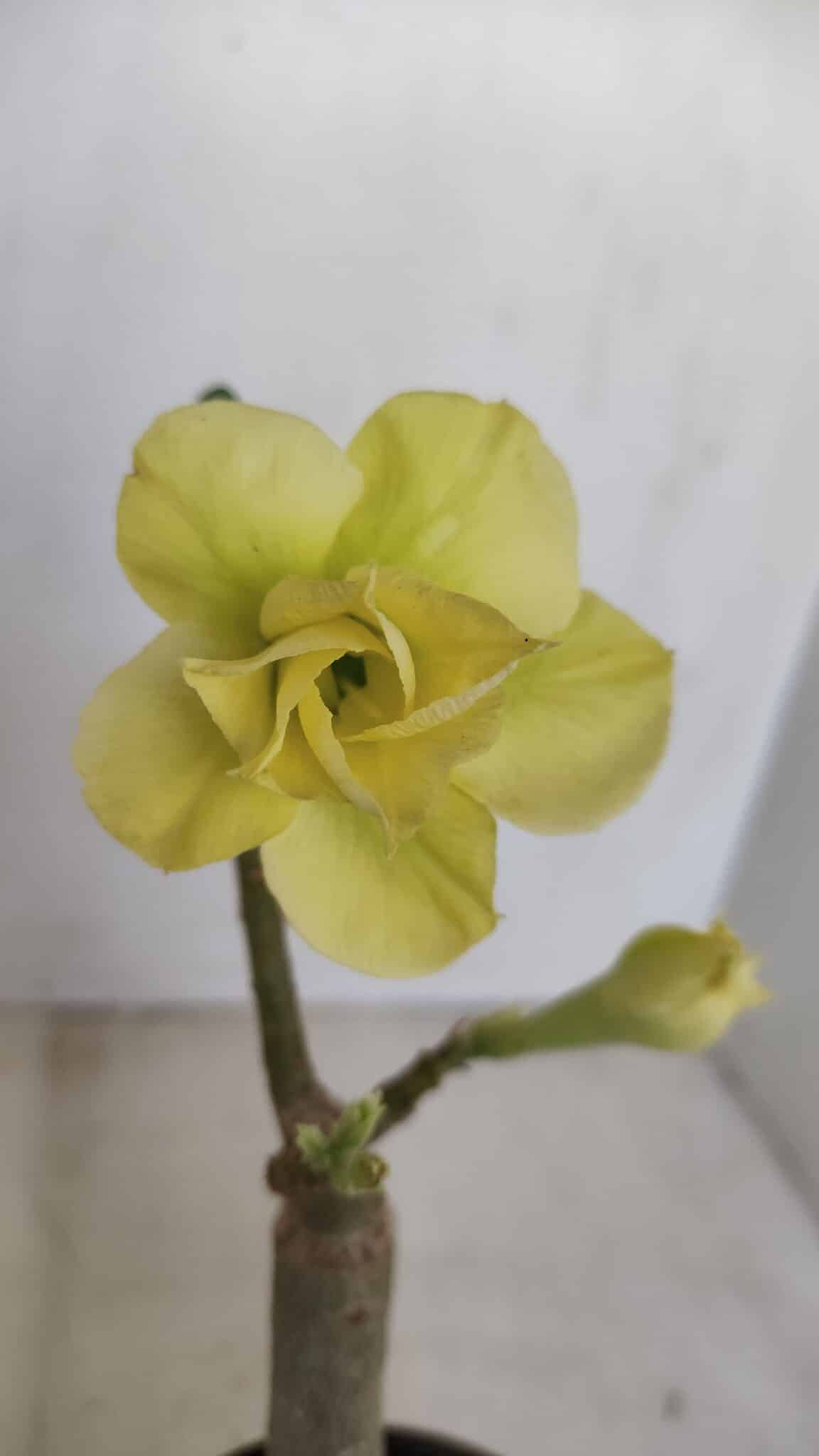 ENXERTO 12018 – 20cm (cor LM 315) - foto 3
