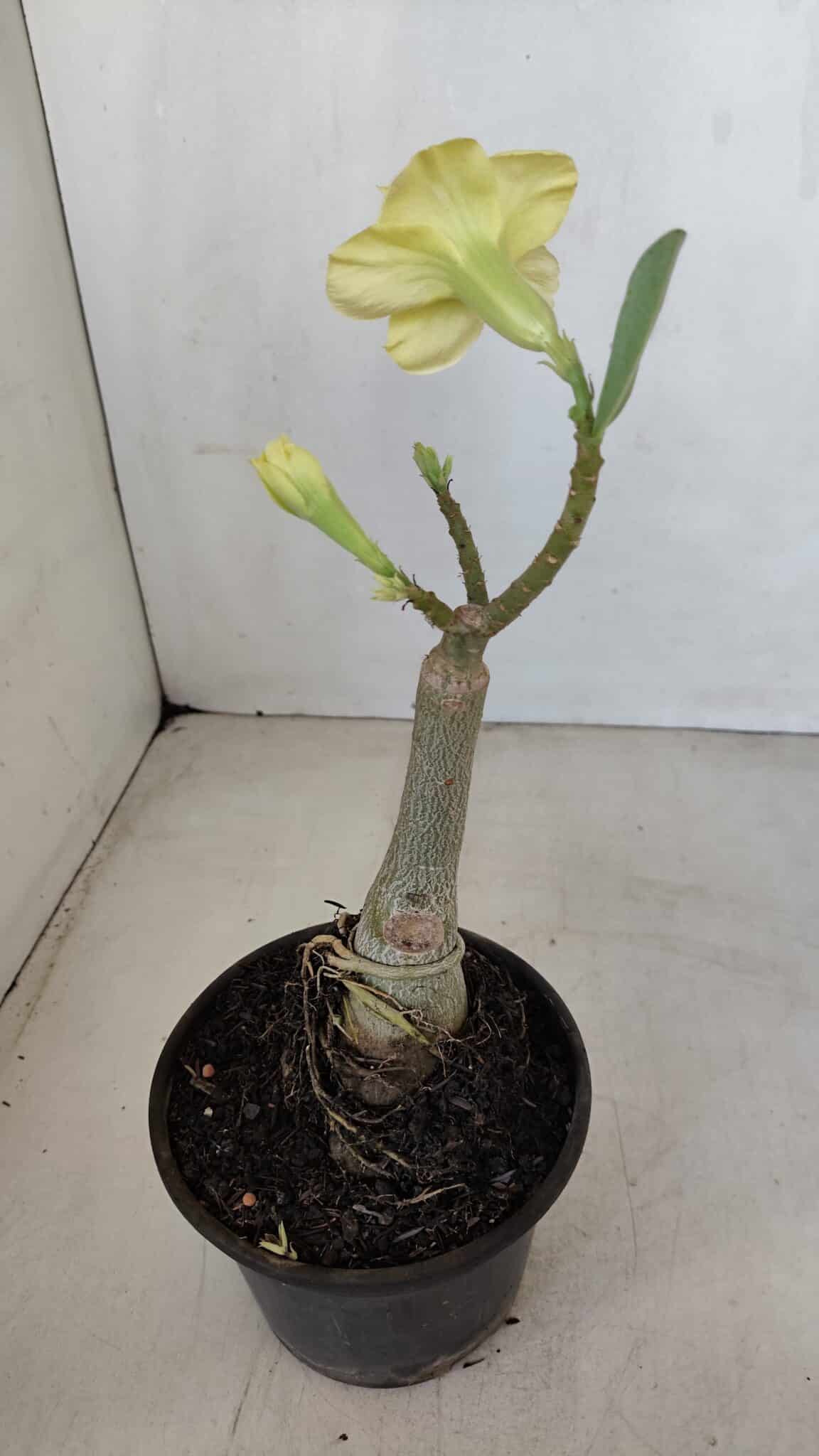 ENXERTO 12018 – 20cm (cor LM 315) - foto 5