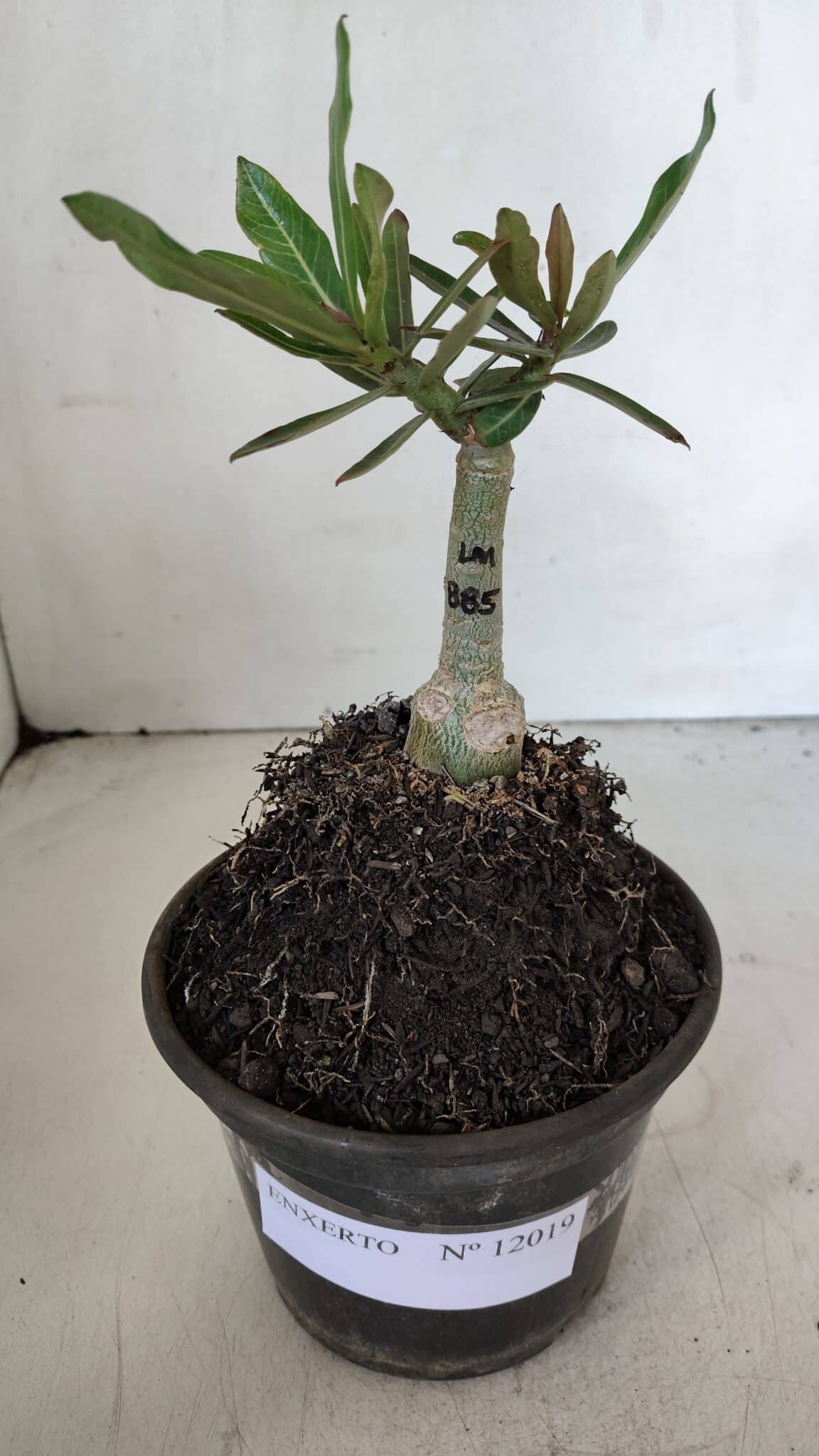 ENXERTO 12019 – 20cm (cor LM 885)