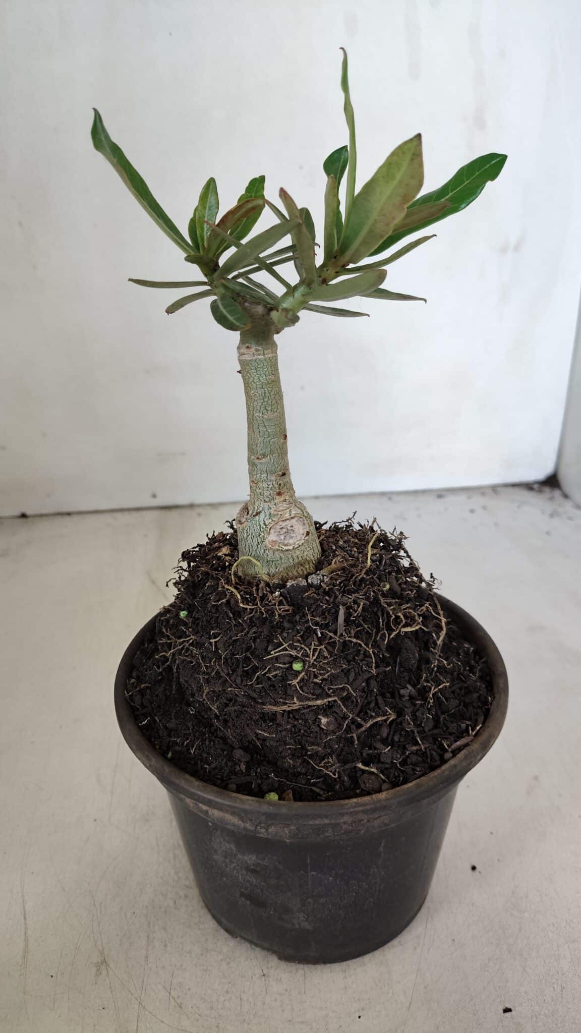 ENXERTO 12019 – 20cm (cor LM 885)