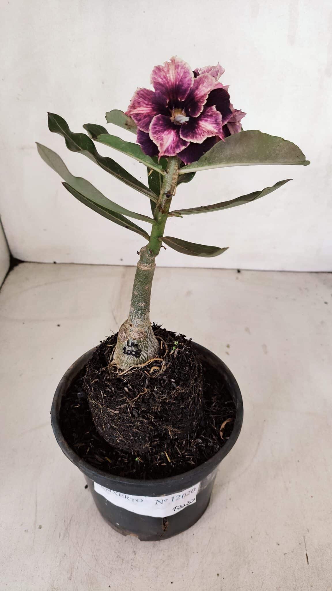 ENXERTO 12020 – 20cm (cor LM 1008)