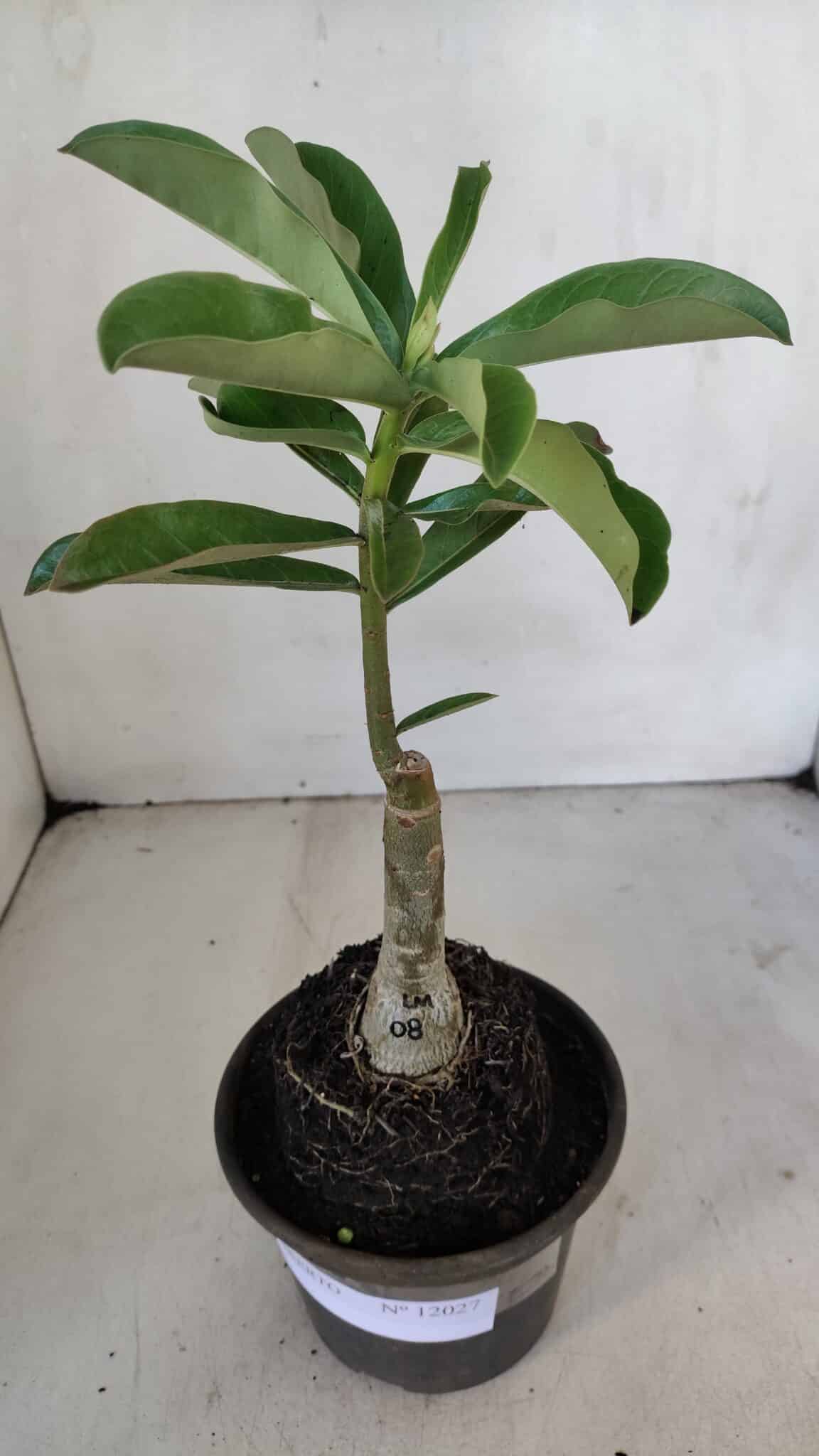 ENXERTO 12027 – 22cm (cor LM 08)