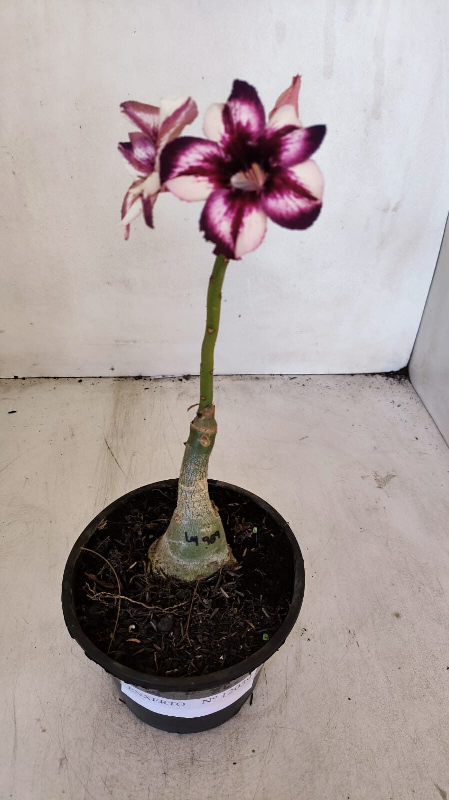 ENXERTO 12039 – 20cm (cor LM 989) iD: Estrela purpura