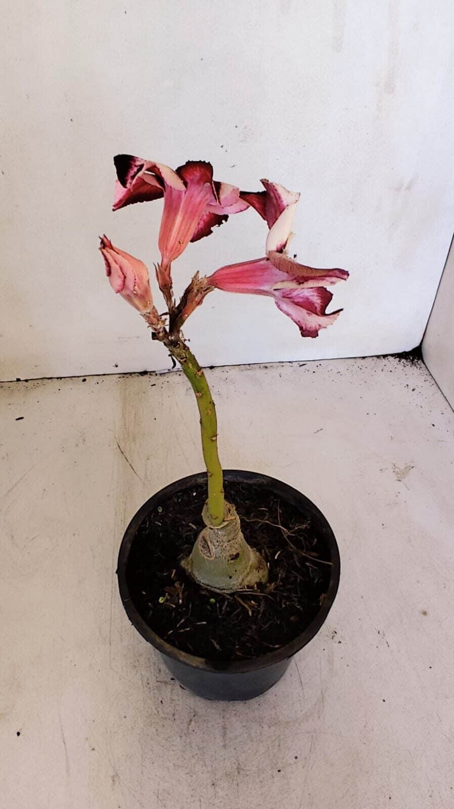 ENXERTO 12039 – 20cm (cor LM 989) iD: Estrela purpura
