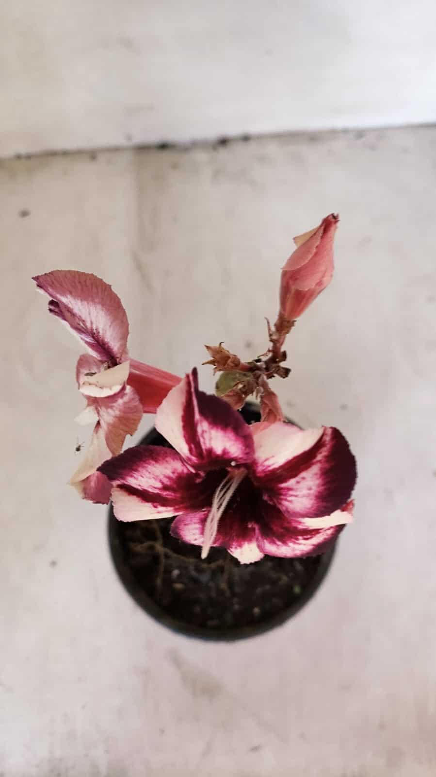 ENXERTO 12039 – 20cm (cor LM 989) iD: Estrela purpura