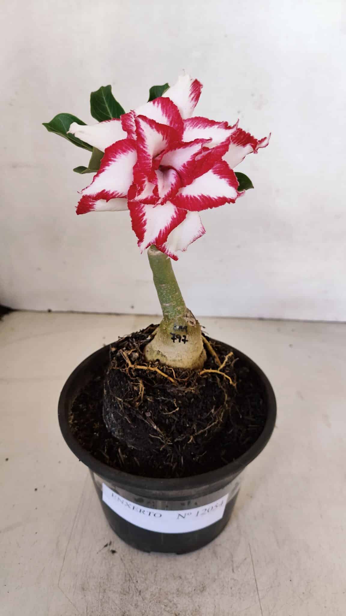ENXERTO 12054 – 20cm (cor LM 797) ID: Ferrari