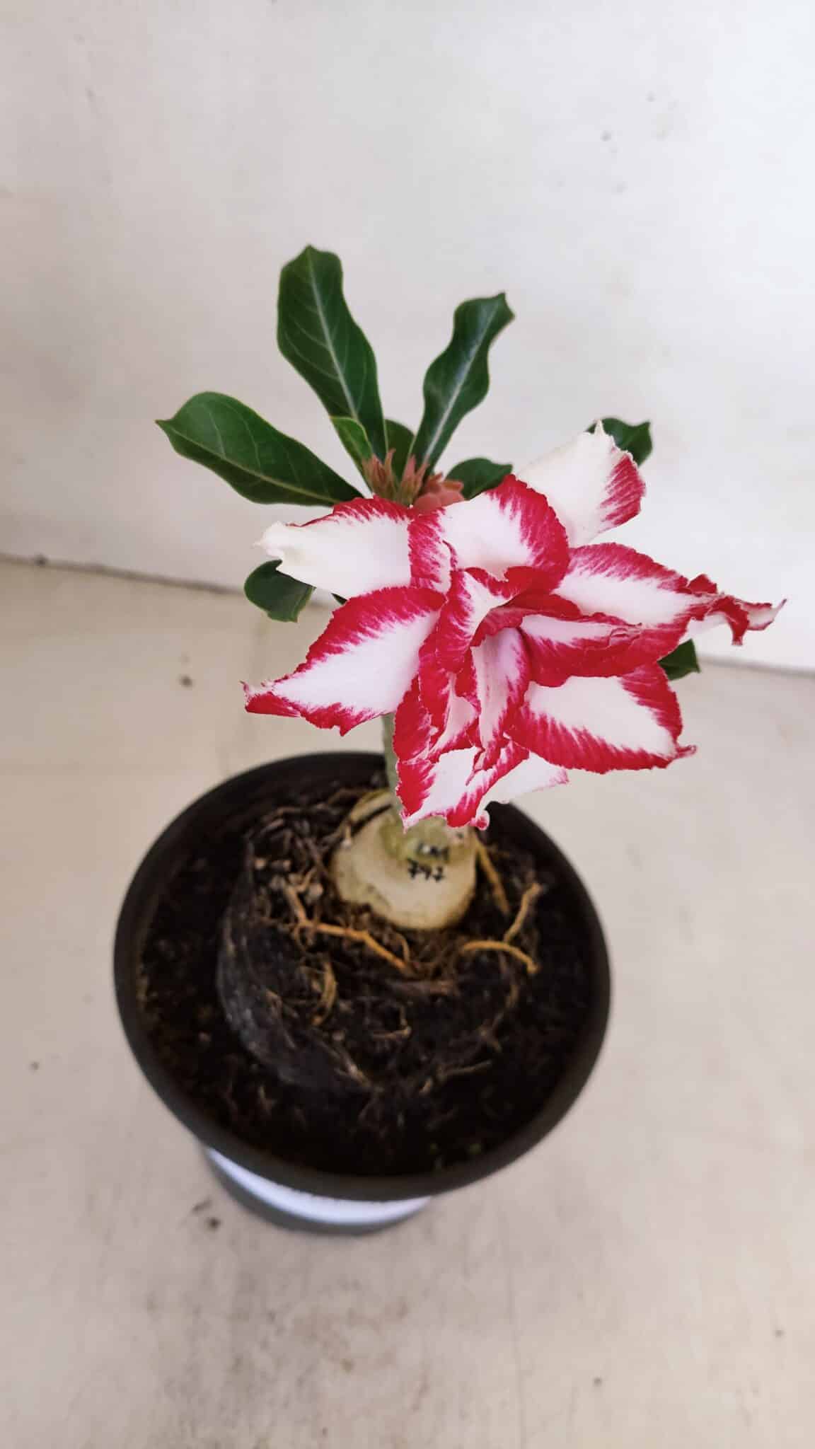 ENXERTO 12054 – 20cm (cor LM 797) ID: Ferrari