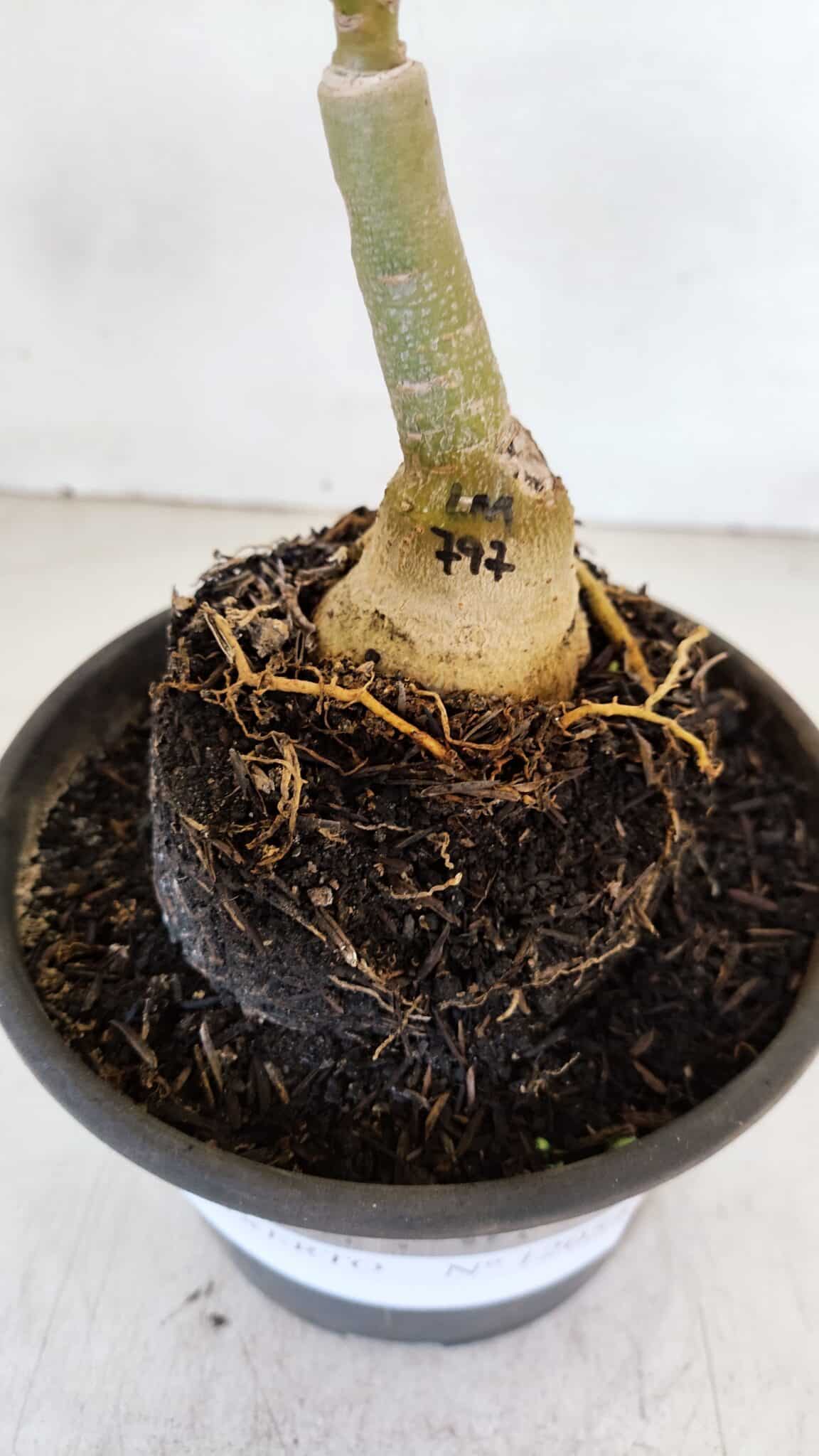 ENXERTO 12054 – 20cm (cor LM 797) ID: Ferrari