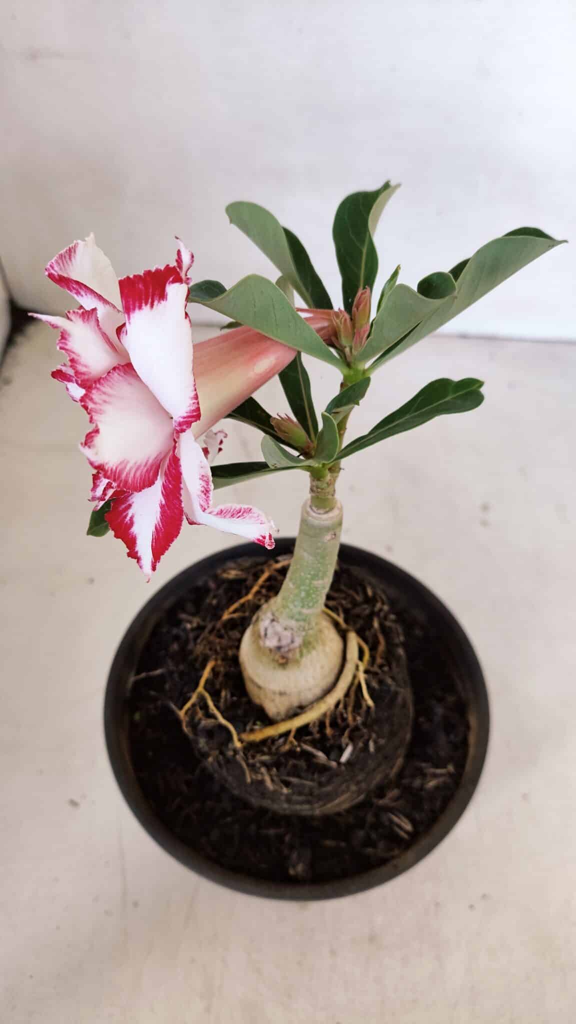 ENXERTO 12054 – 20cm (cor LM 797) ID: Ferrari