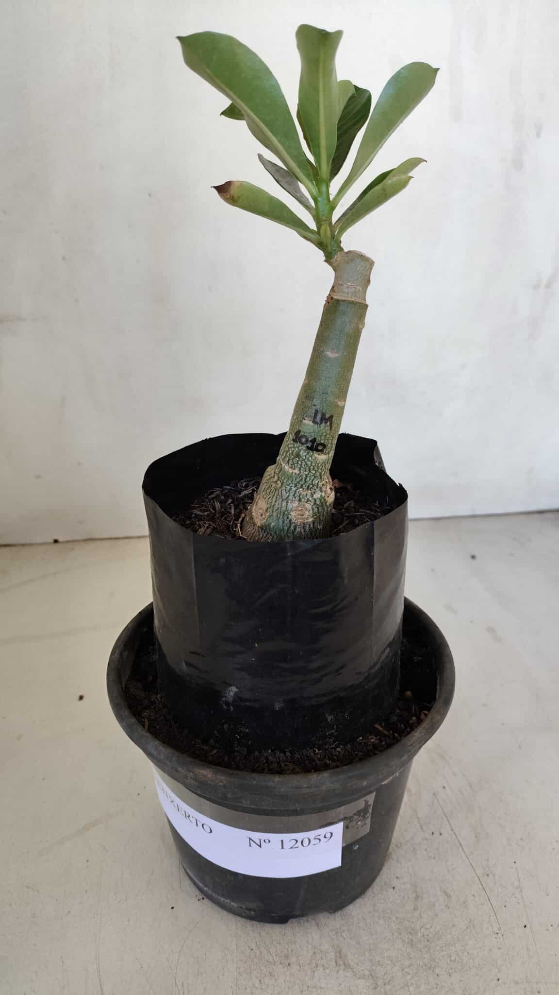 ENXERTO 12059 – 20cm (cor LM 1010)