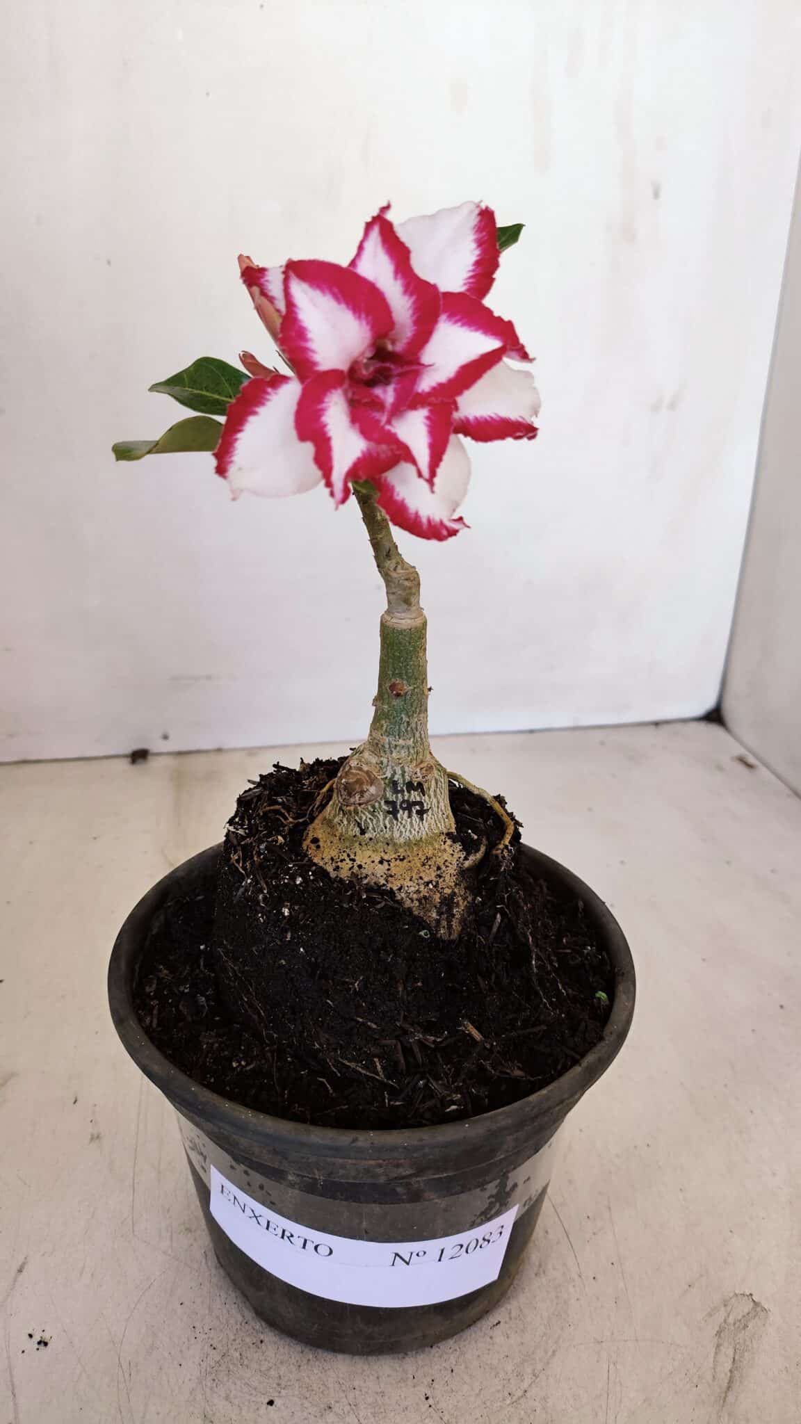 ENXERTO 12083  – 20cm (cor LM 797) Id: FERRARI