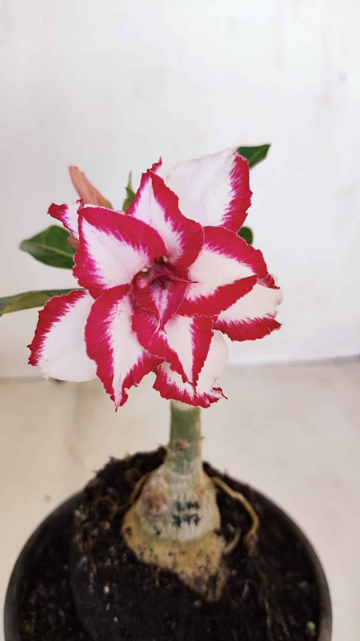 ENXERTO 12083  – 20cm (cor LM 797) Id: FERRARI