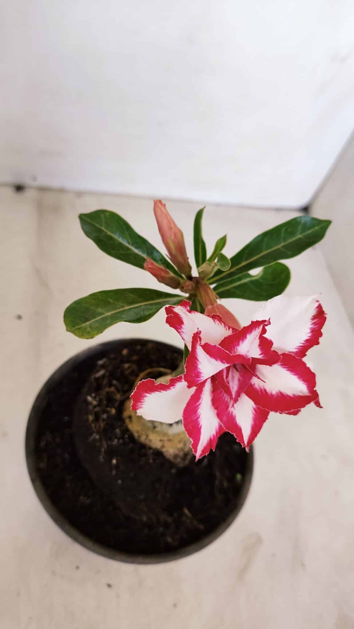 ENXERTO 12083  – 20cm (cor LM 797) Id: FERRARI