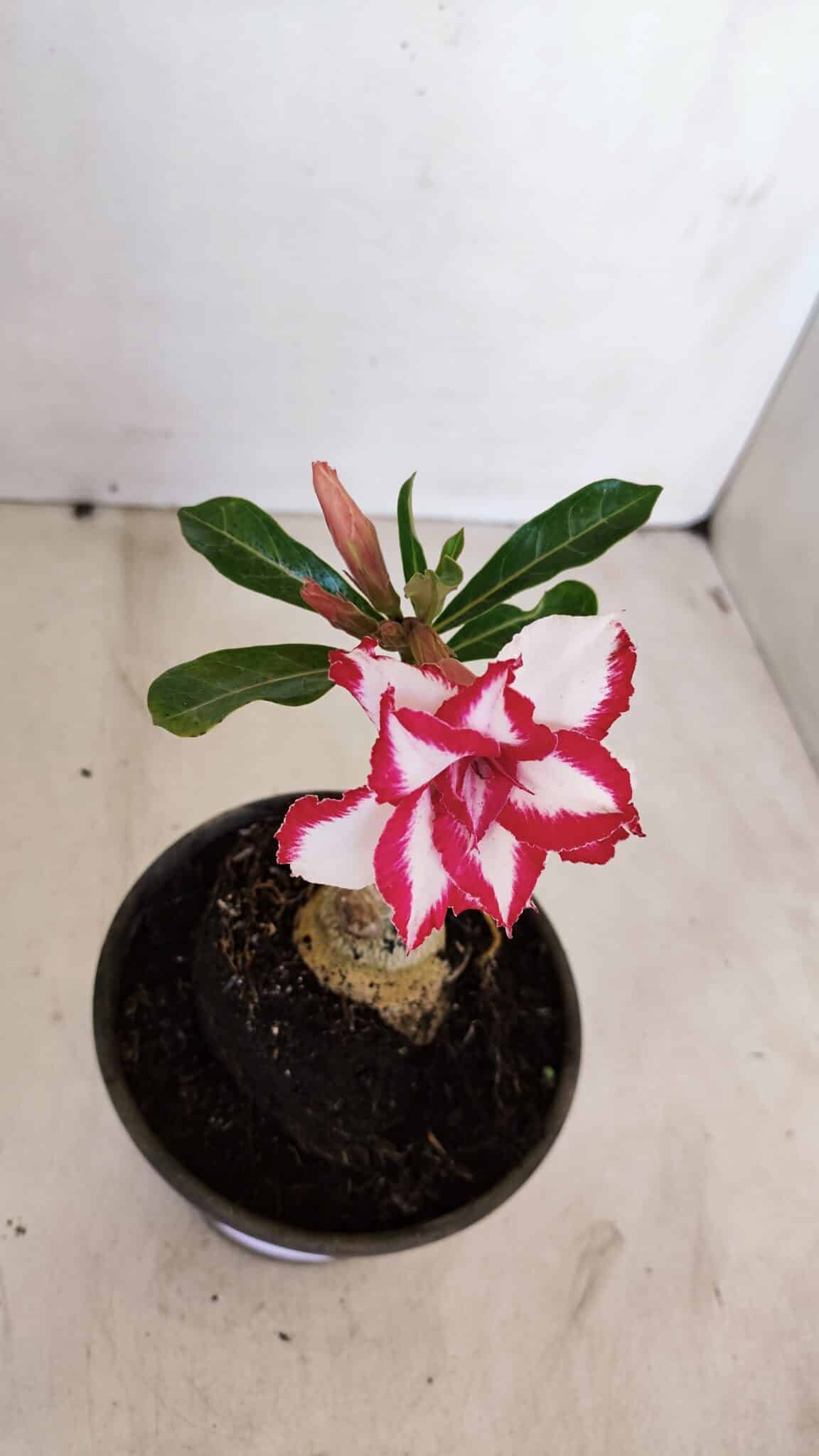 ENXERTO 12083  – 20cm (cor LM 797) Id: FERRARI