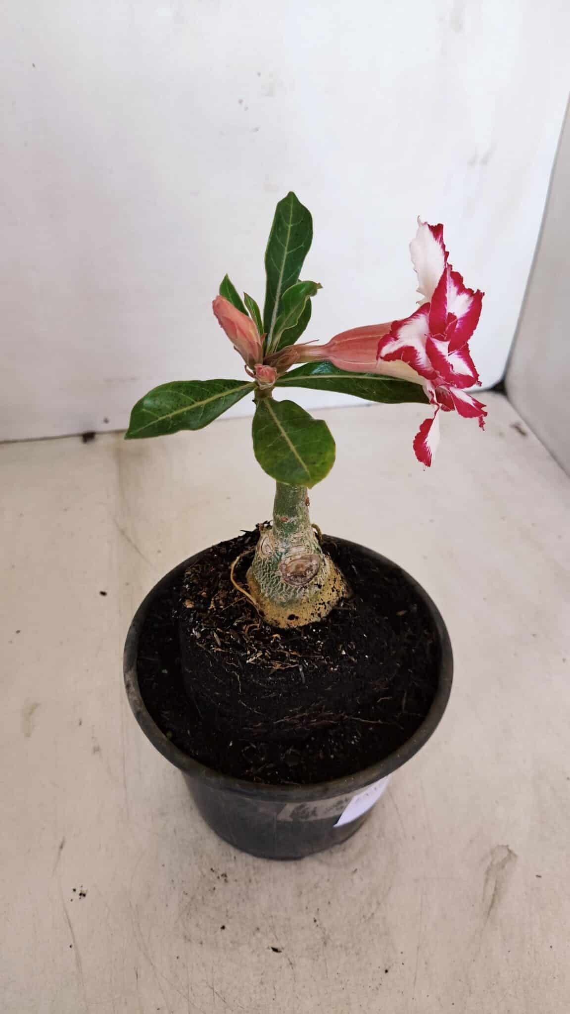 ENXERTO 12083  – 20cm (cor LM 797) Id: FERRARI