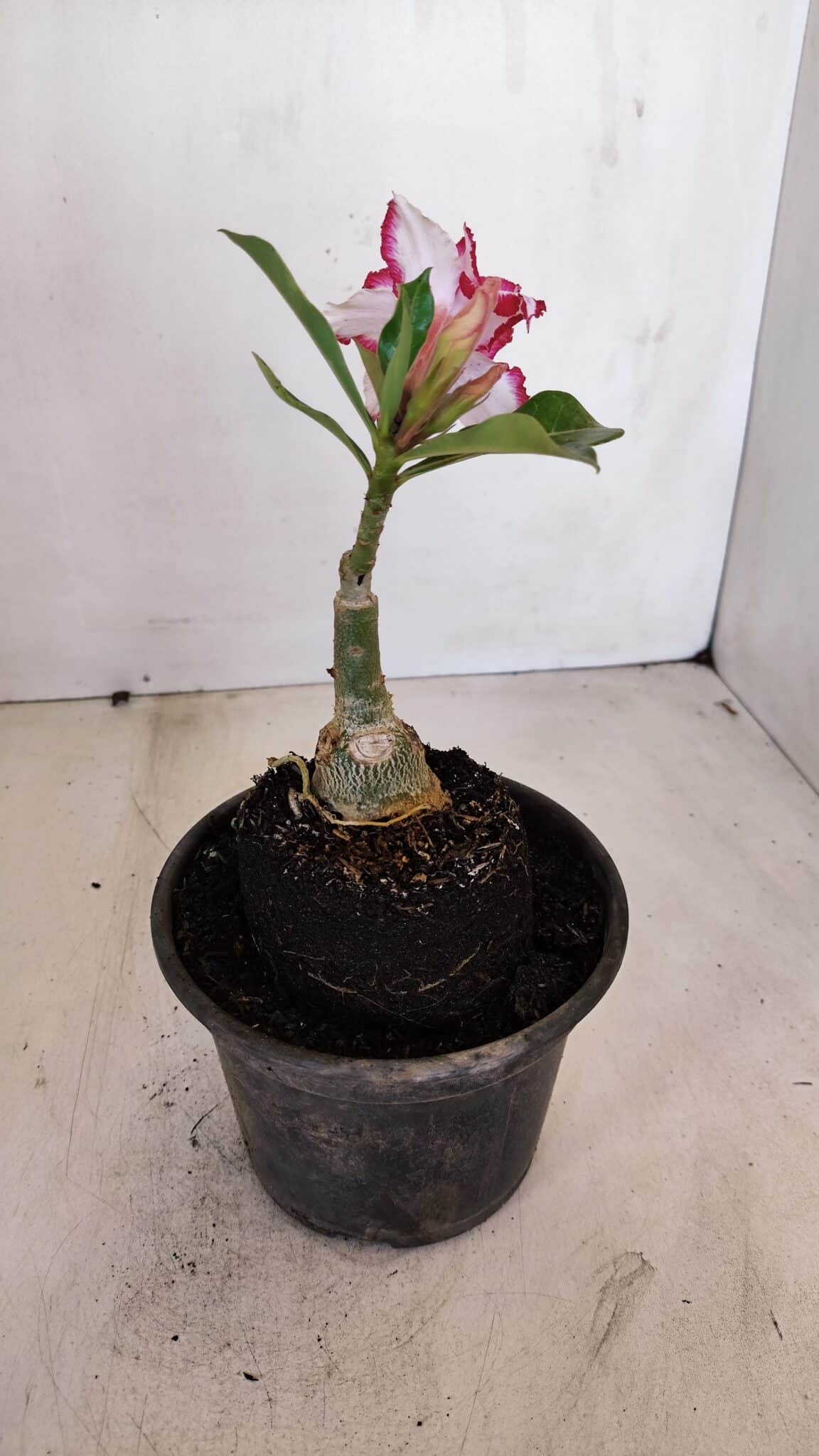 ENXERTO 12083  – 20cm (cor LM 797) Id: FERRARI