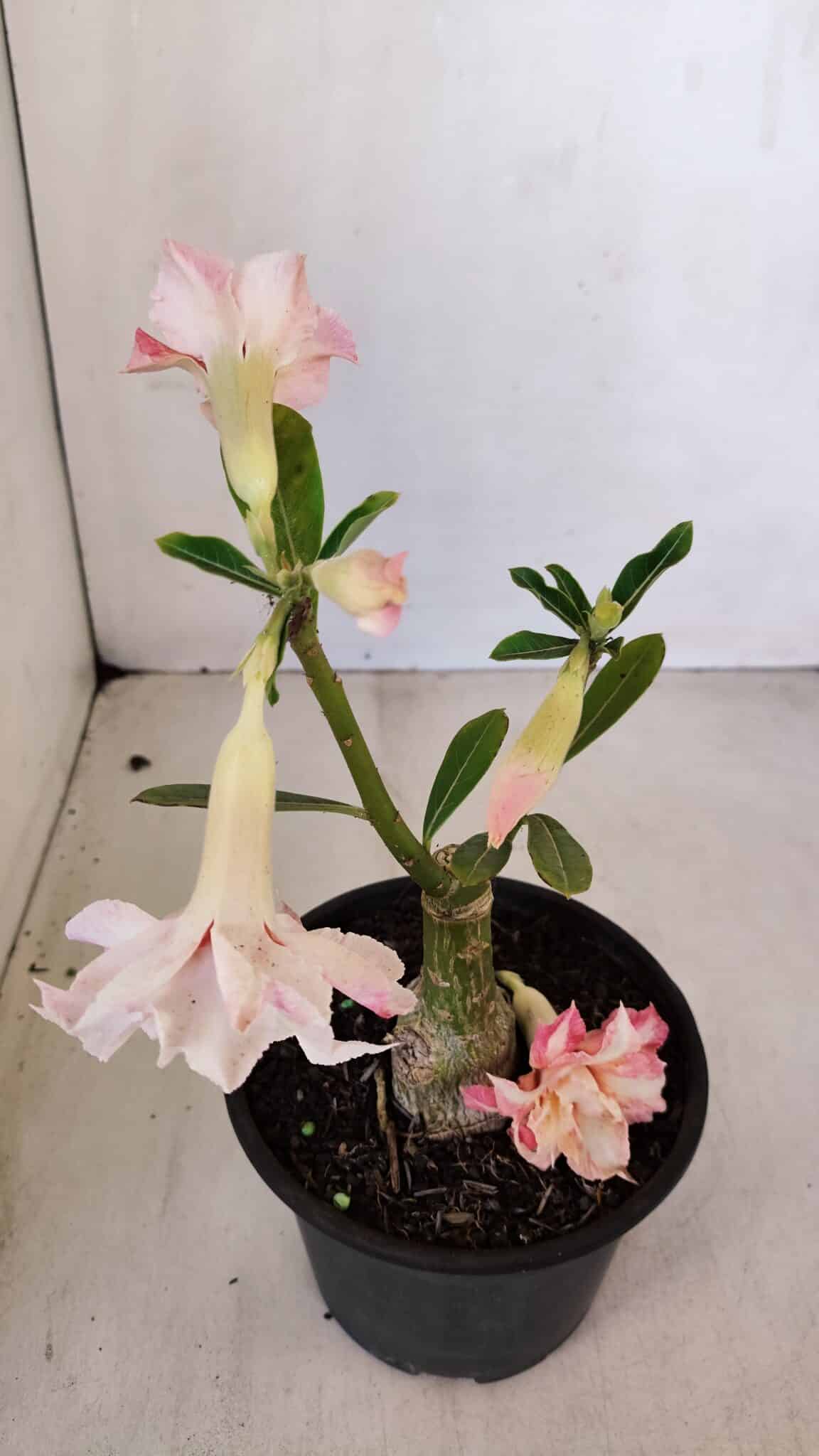 ENXERTO 12088  – 22cm (cor LM 728)