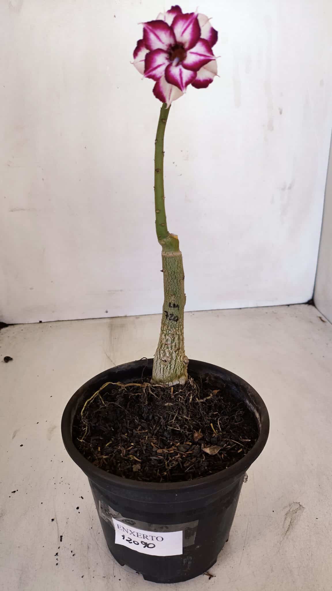 ENXERTO 12090  – 22cm (cor LM 720)