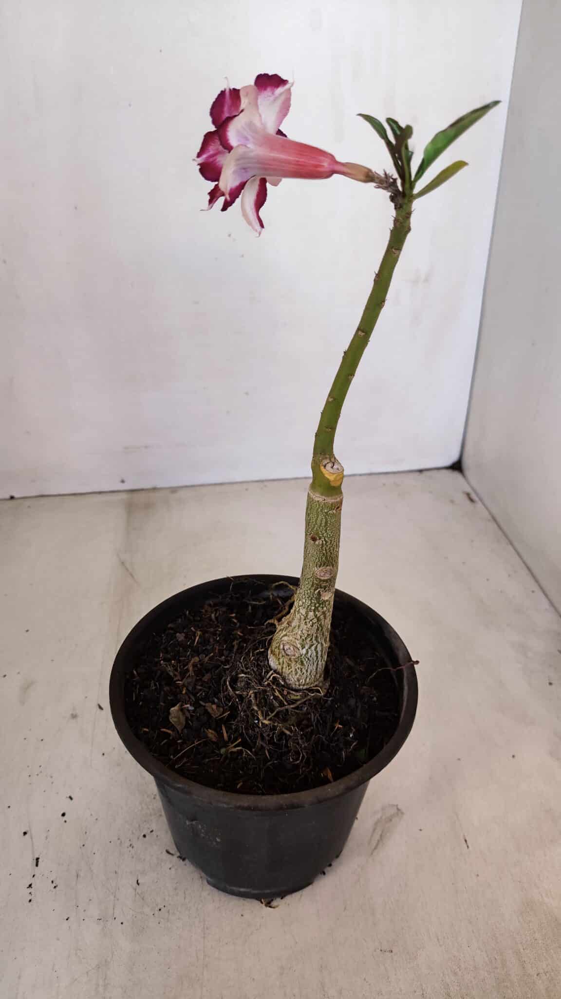 ENXERTO 12090  – 22cm (cor LM 720)