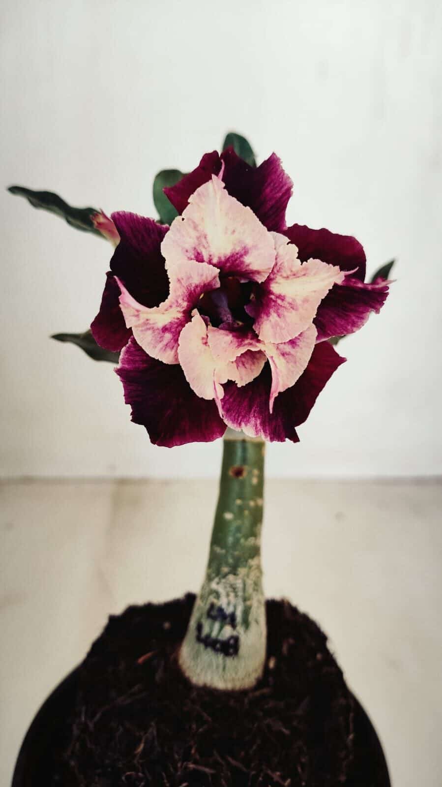 ENXERTO 12093  – 20cm (cor LM 1008) - foto 3