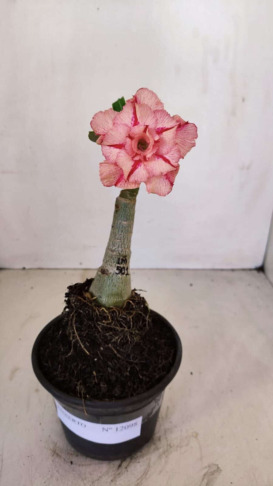 ENXERTO 12098  – 20cm (cor LM 501) - foto 2