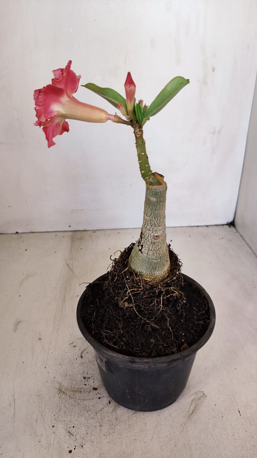 ENXERTO 12098  – 20cm (cor LM 501) - foto 6