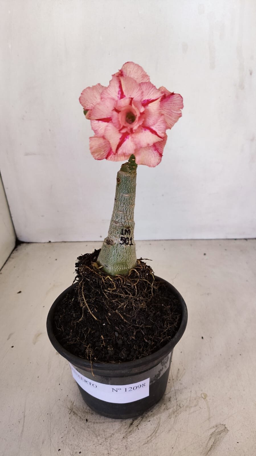ENXERTO 12098  – 20cm (cor LM 501) - foto 5