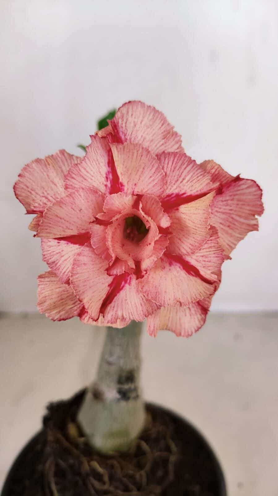 ENXERTO 12098  – 20cm (cor LM 501) - foto 3