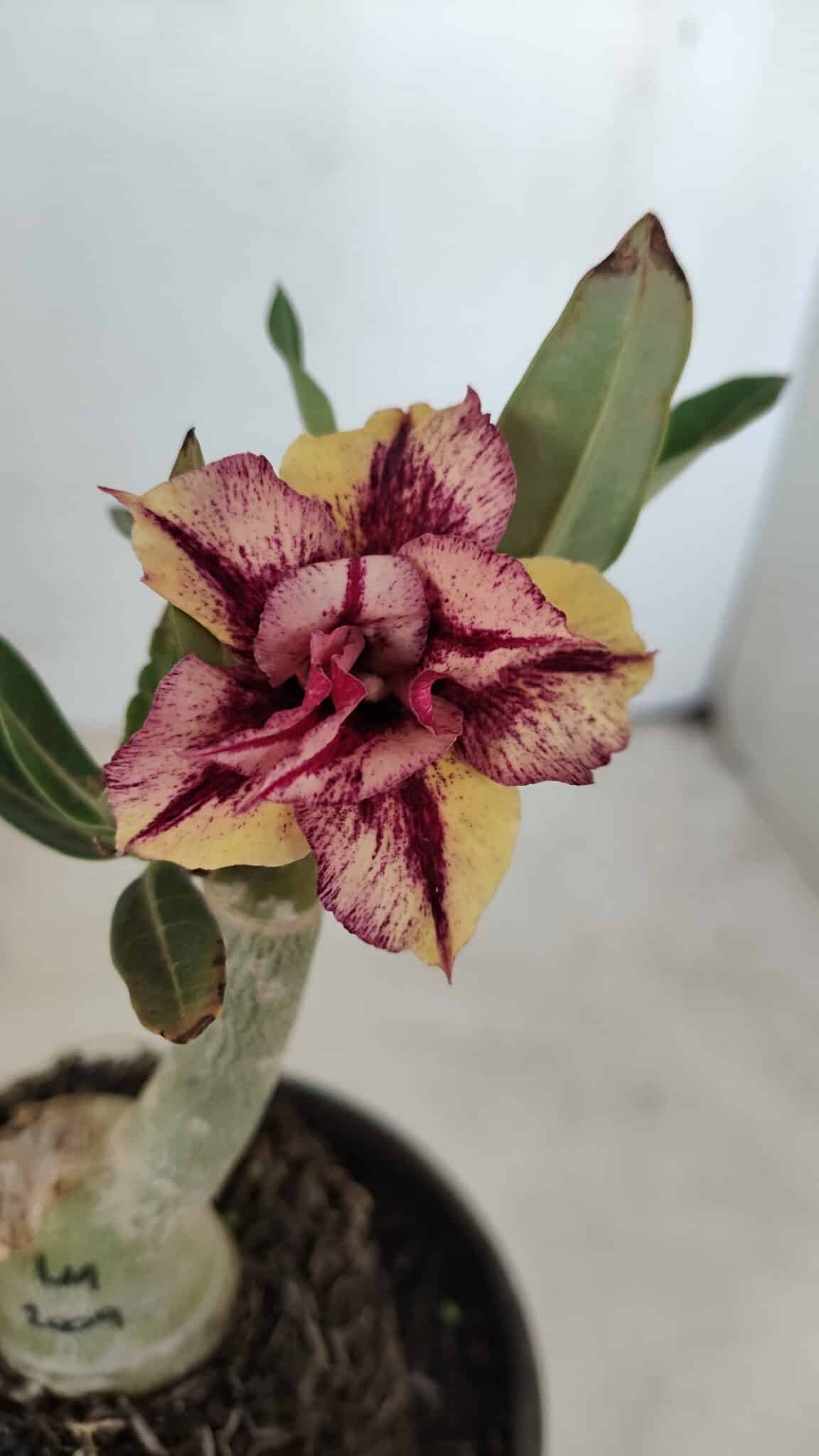 ENXERTO 12101  – 20cm (cor LM 1009) - foto 3